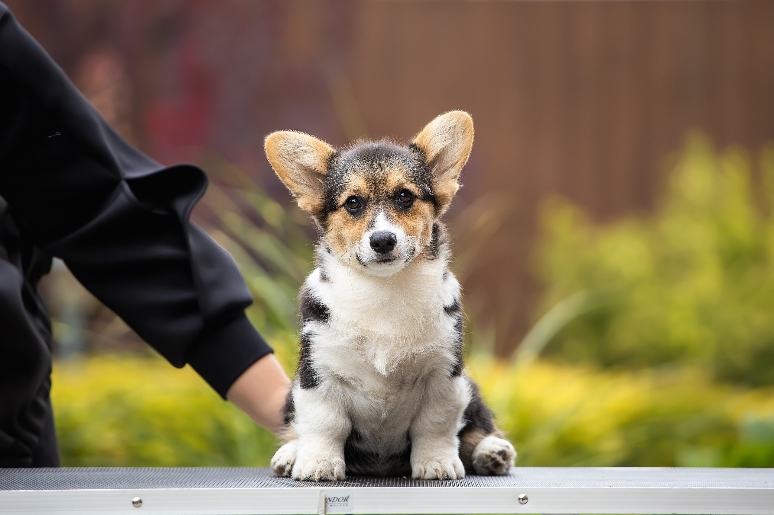 Фотосессии помётов щенков. Фотограф. Фотограф-анималист. Москва