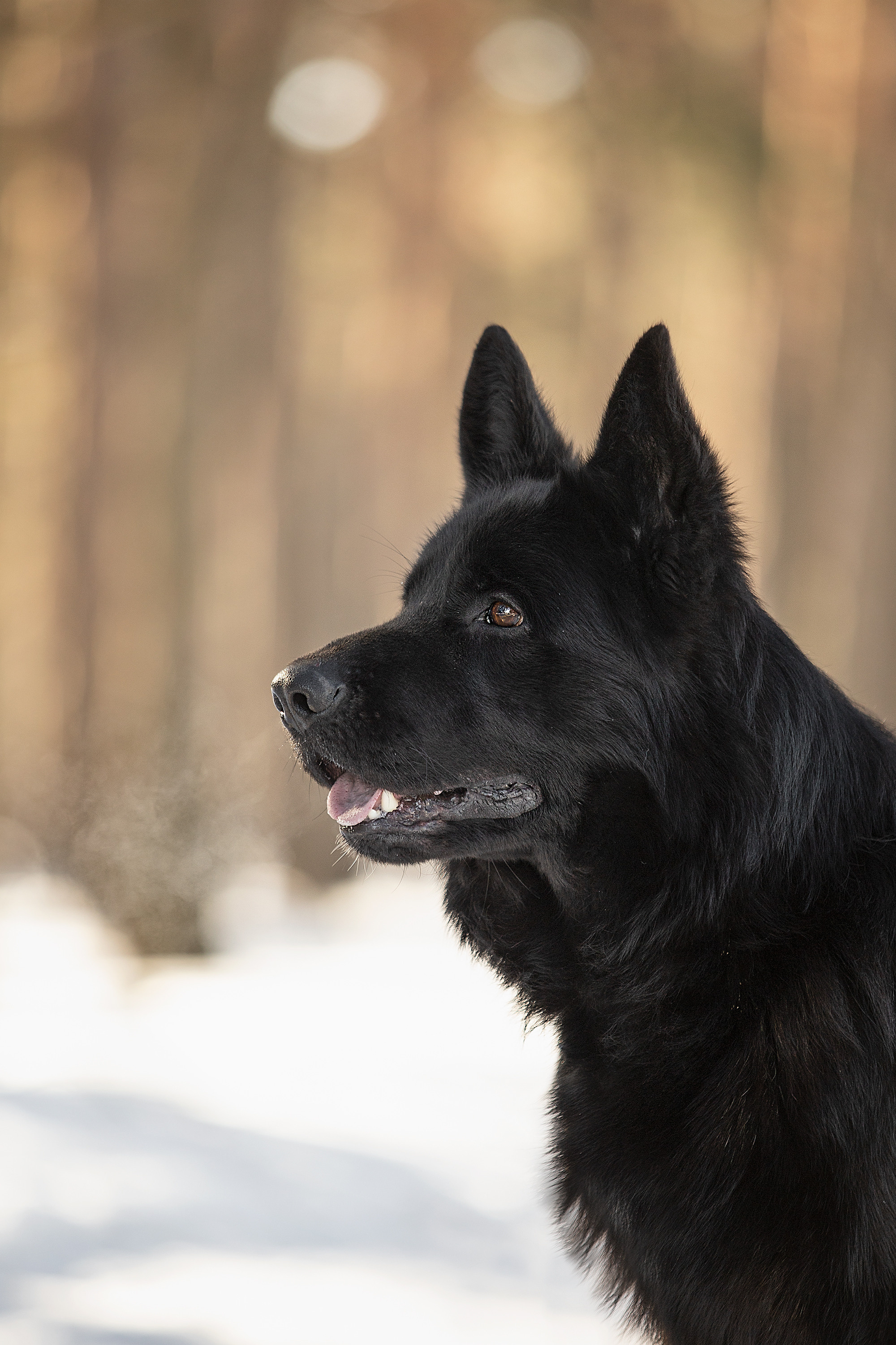 Экстерьерные фотосессии. Фотограф. Фотограф-анималист. Москва