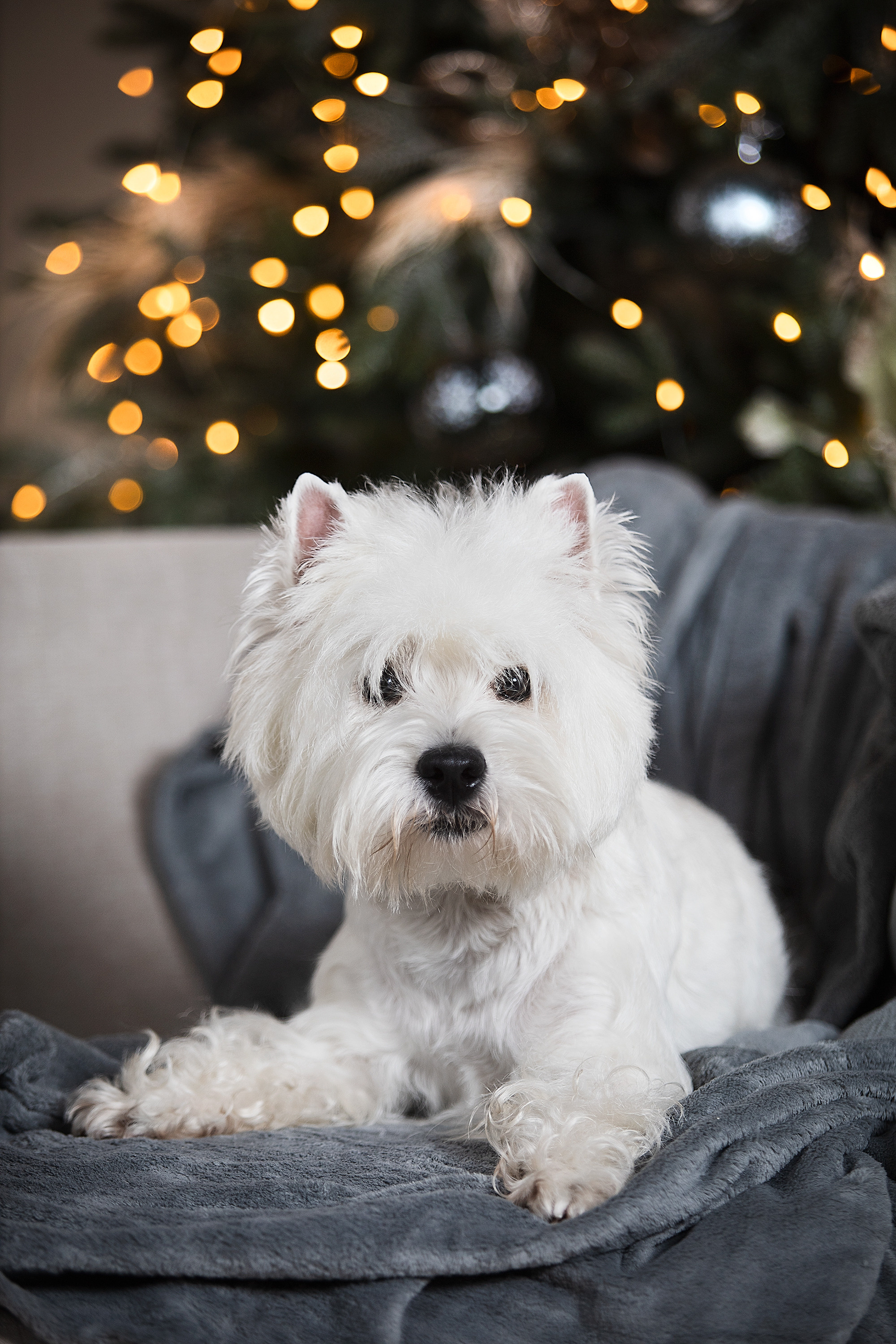Студийные фотосессии. Фотограф. Фотограф-анималист. Москва