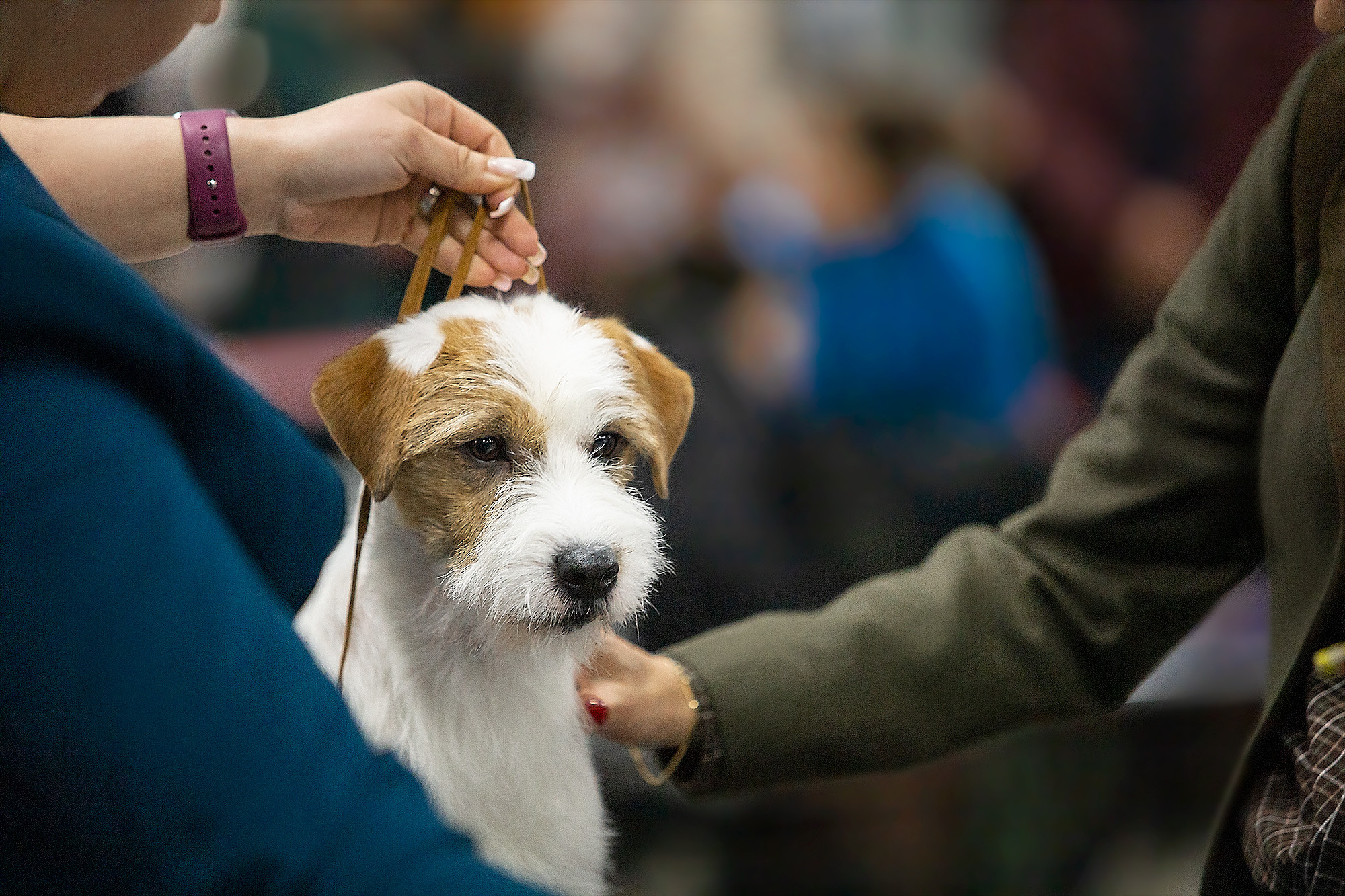 Выставочный репортаж. Фотограф. Фотограф-анималист. Москва