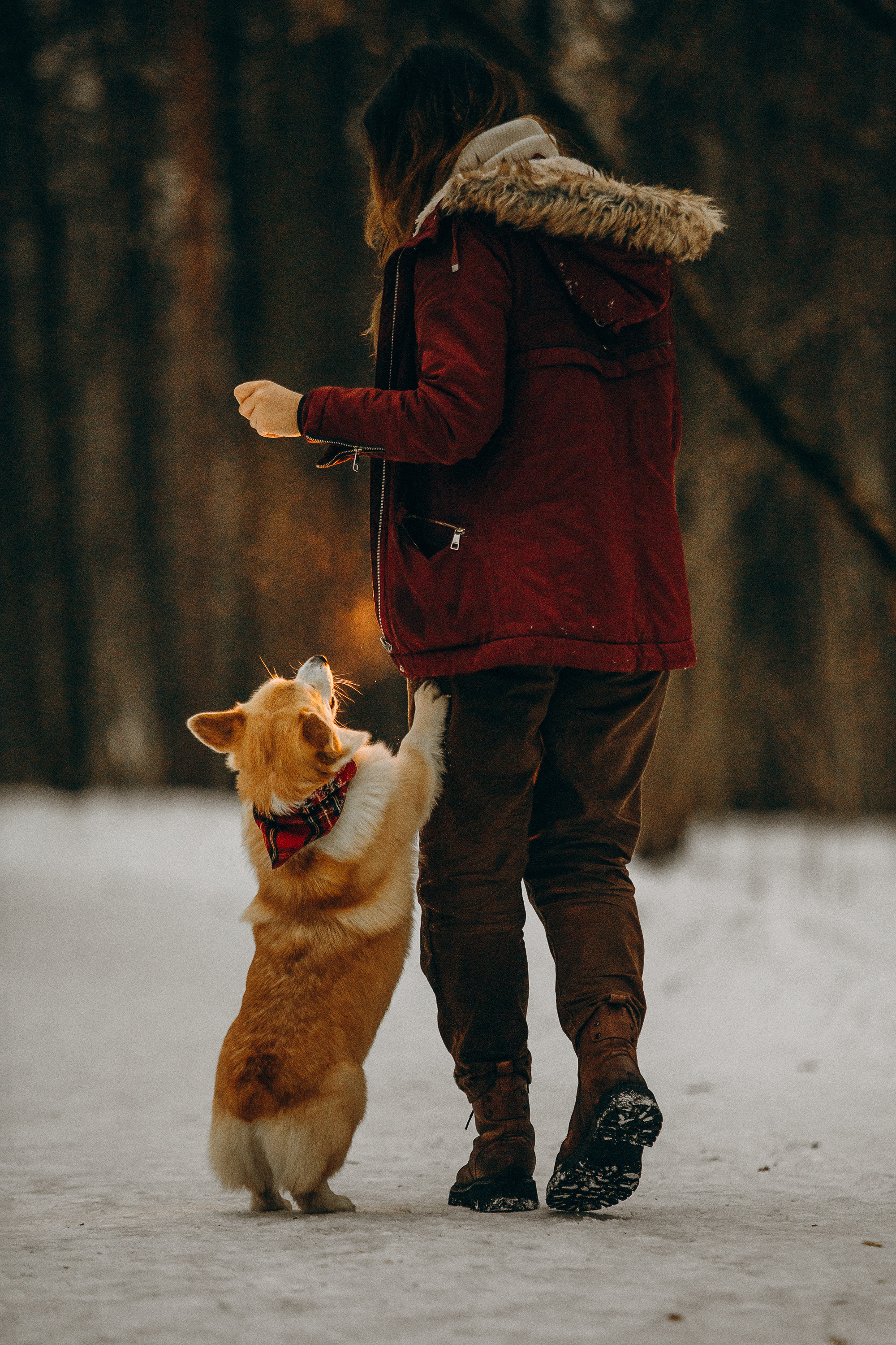 Художественная фотосессия с корги. Фотограф. Фотограф-анималист. Москва