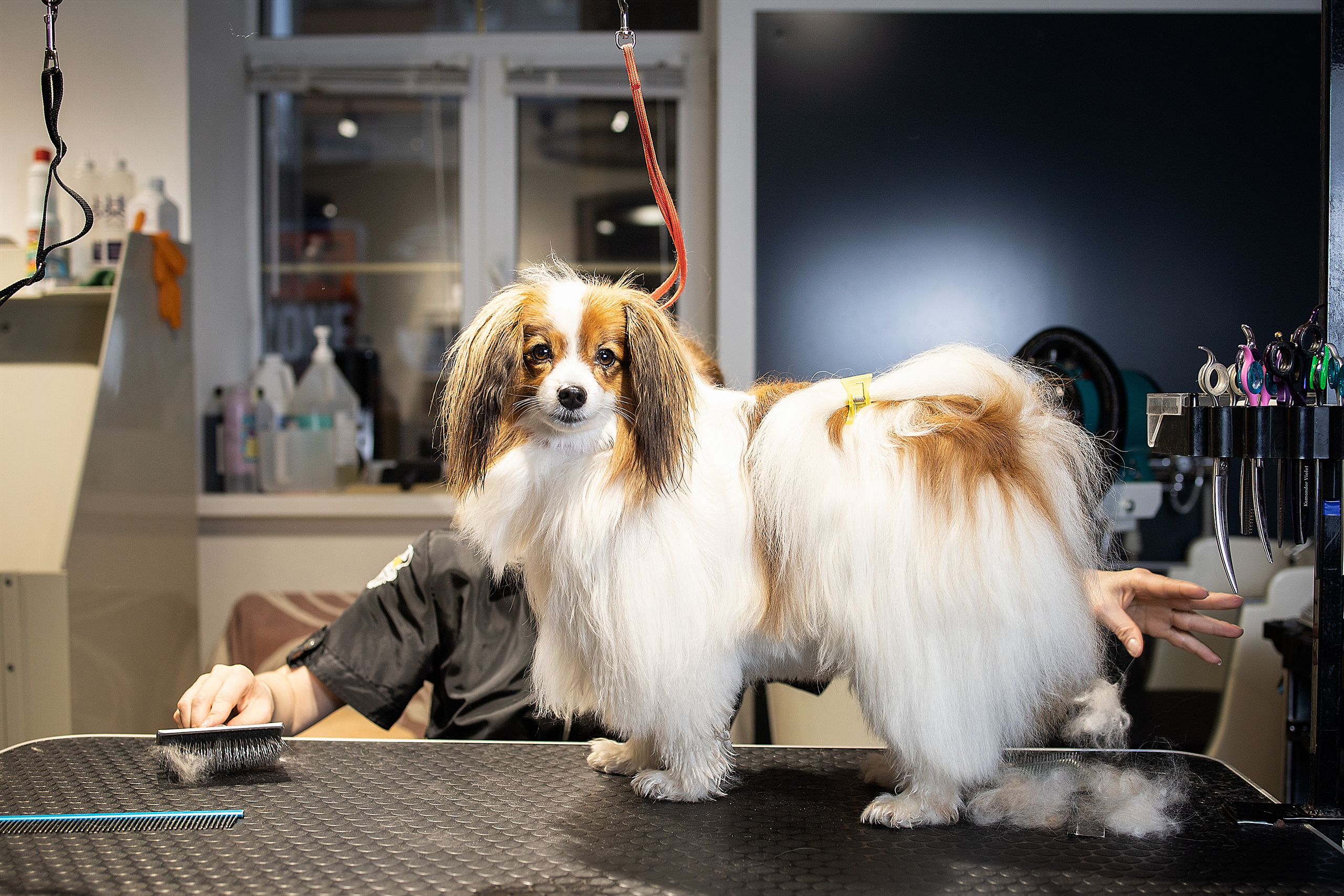 Репортаж из груминг салона. Фотограф. Фотограф-анималист. Москва