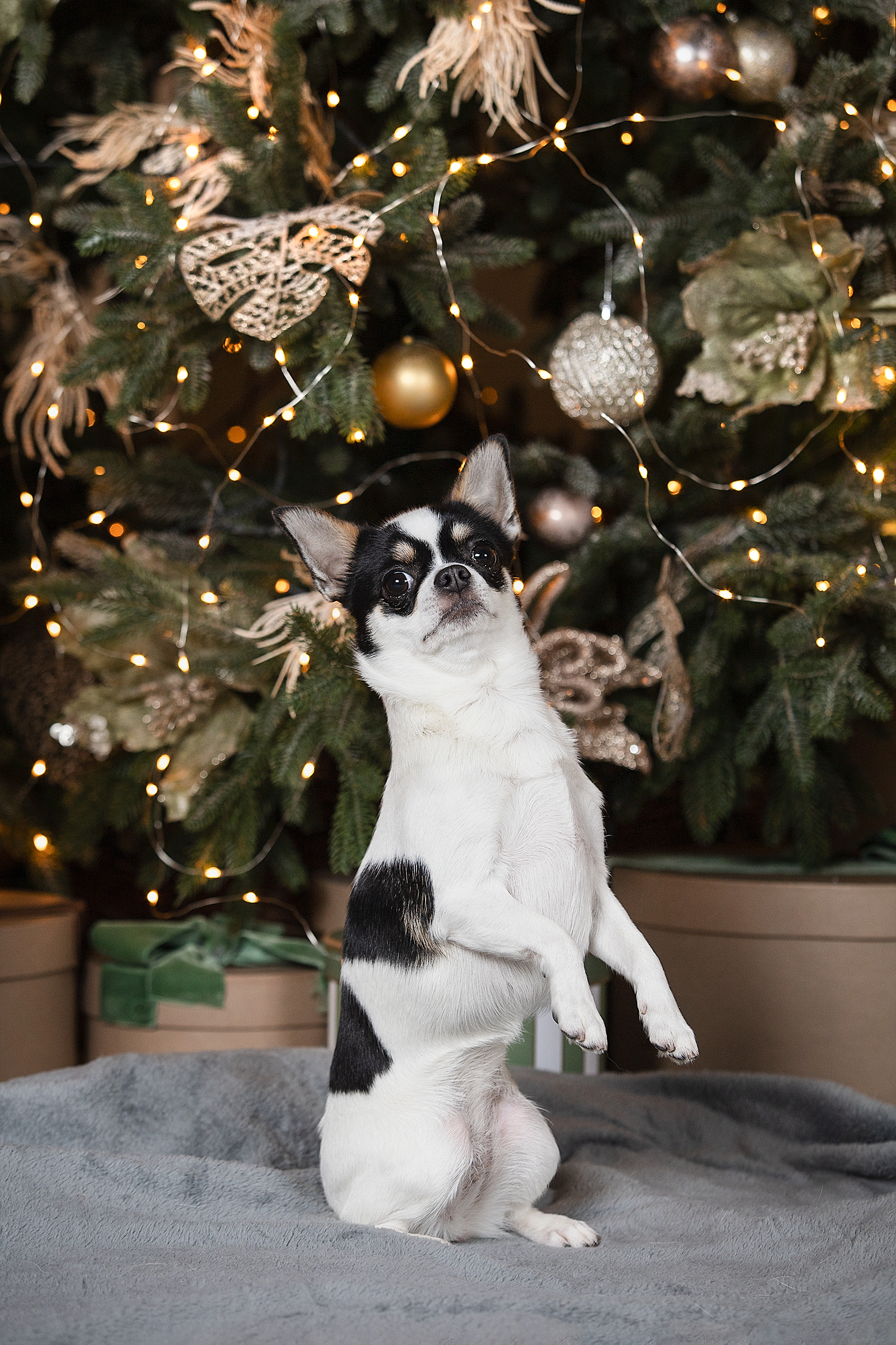 Студийные фотосессии. Фотограф. Фотограф-анималист. Москва