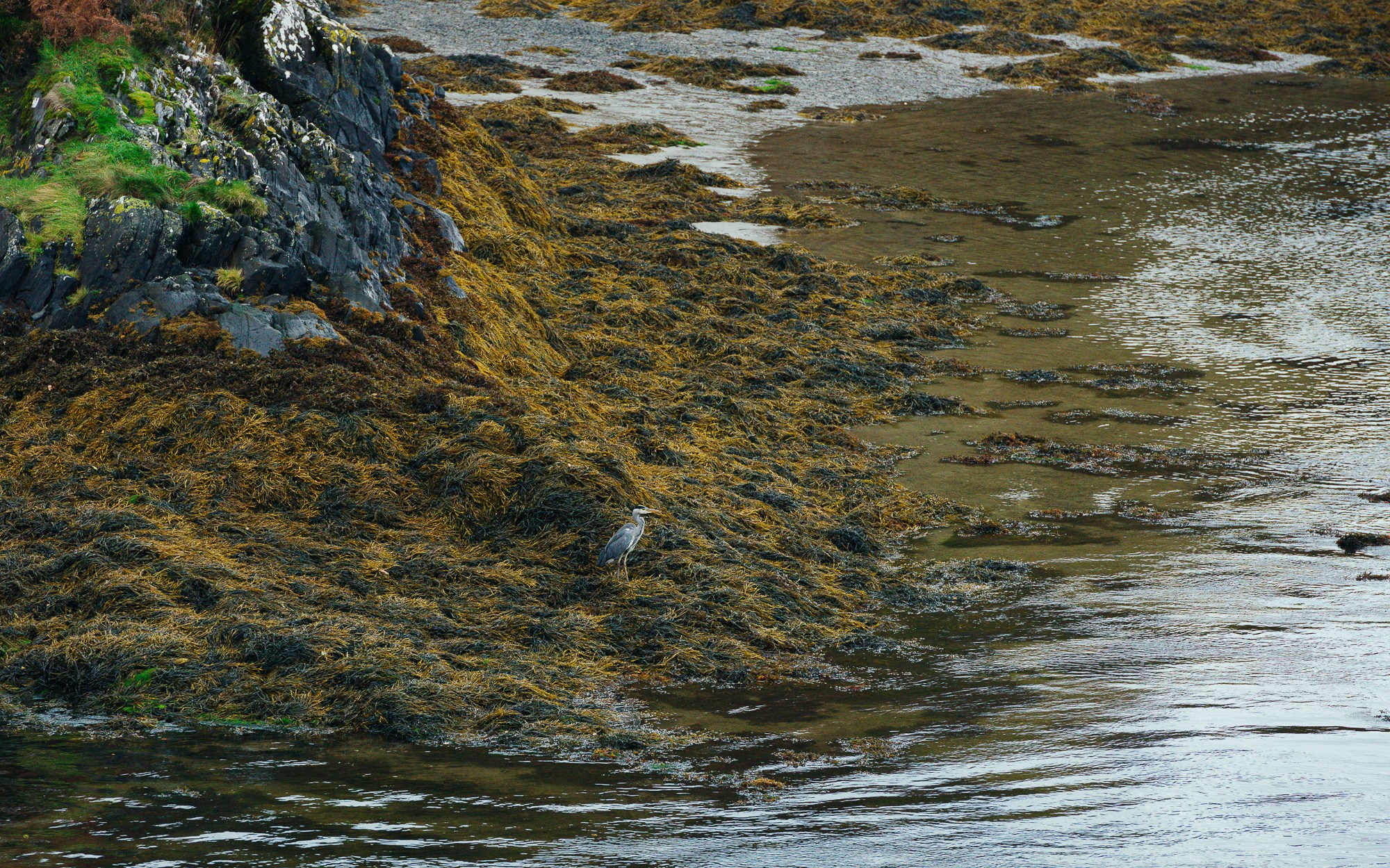  Одинокая серая цапля (Grey Heron)  стоит среди густых коричневых водорослей на берегу океана во время отлива, спокойная атмосфера