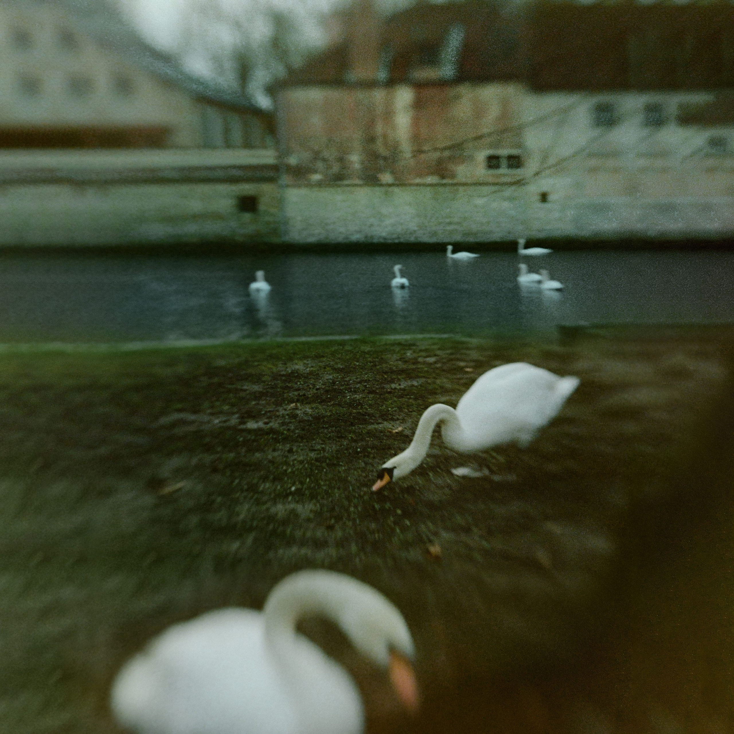 BRUGGE. Eduard Kopysov — International visual artist