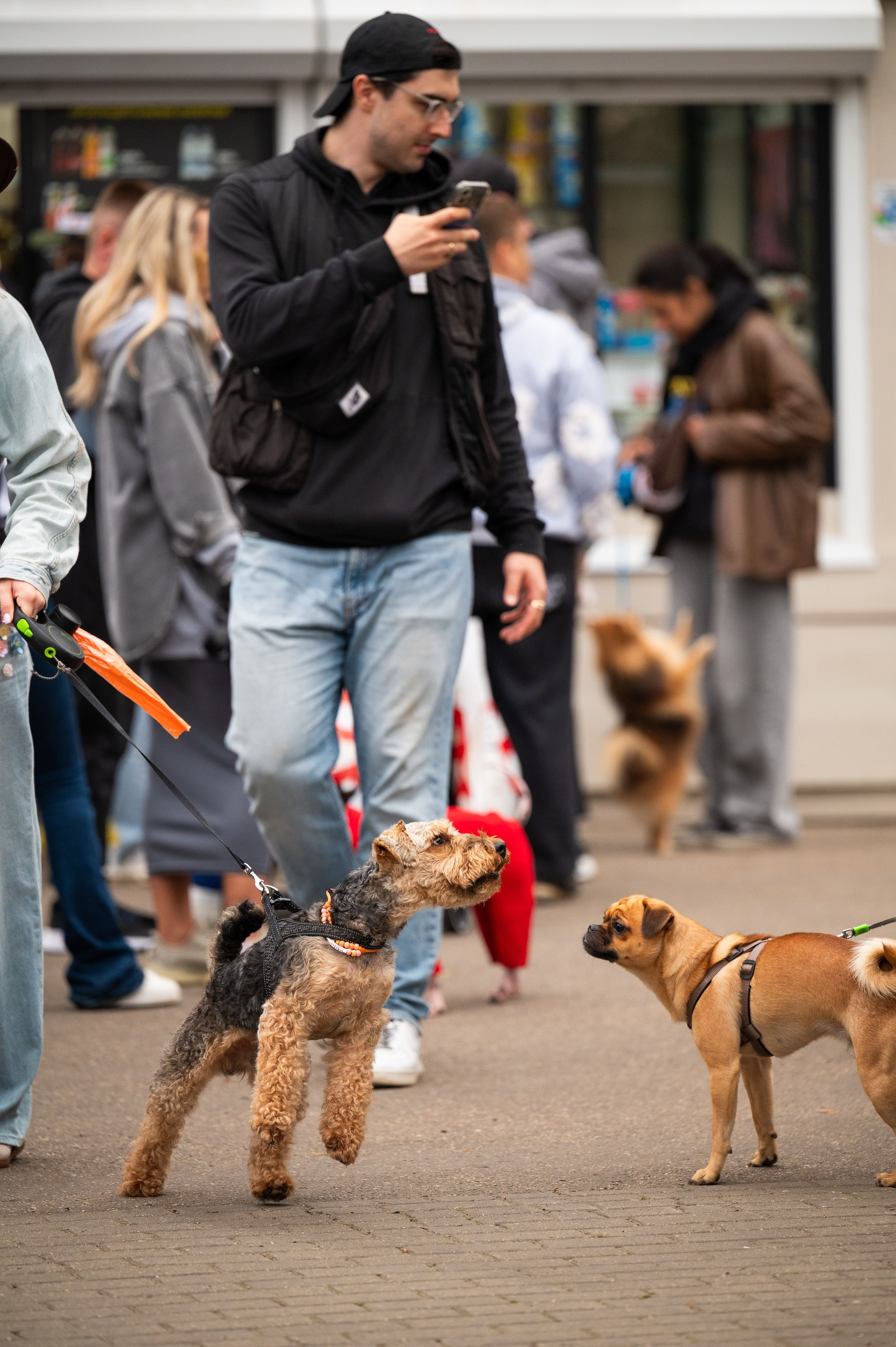 4lapy fest 2025. Photographer in Moscow Anna Chistiakova