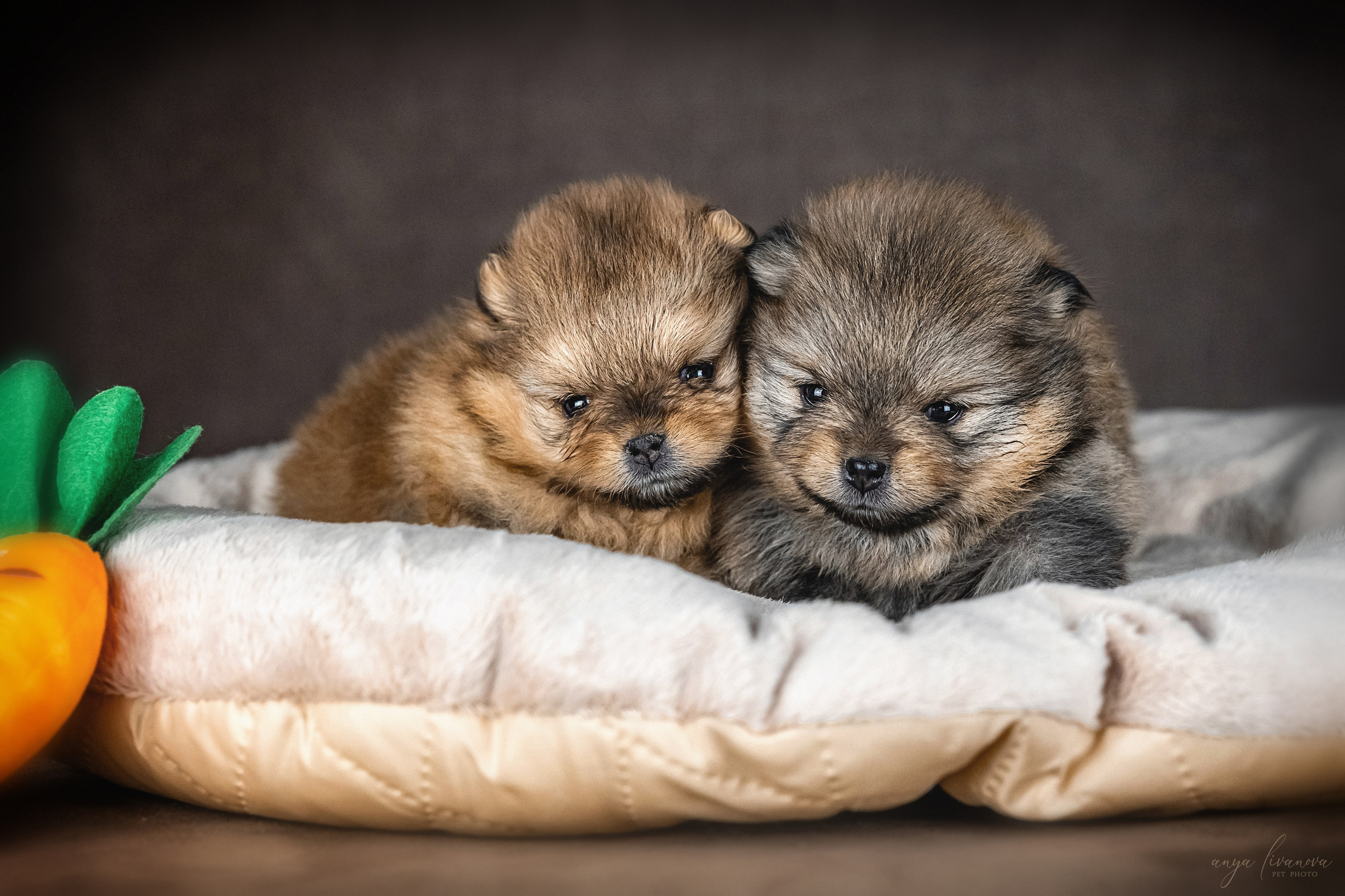 Шпицулики. Фотограф анималист Аня Ливанова | Рыбинск