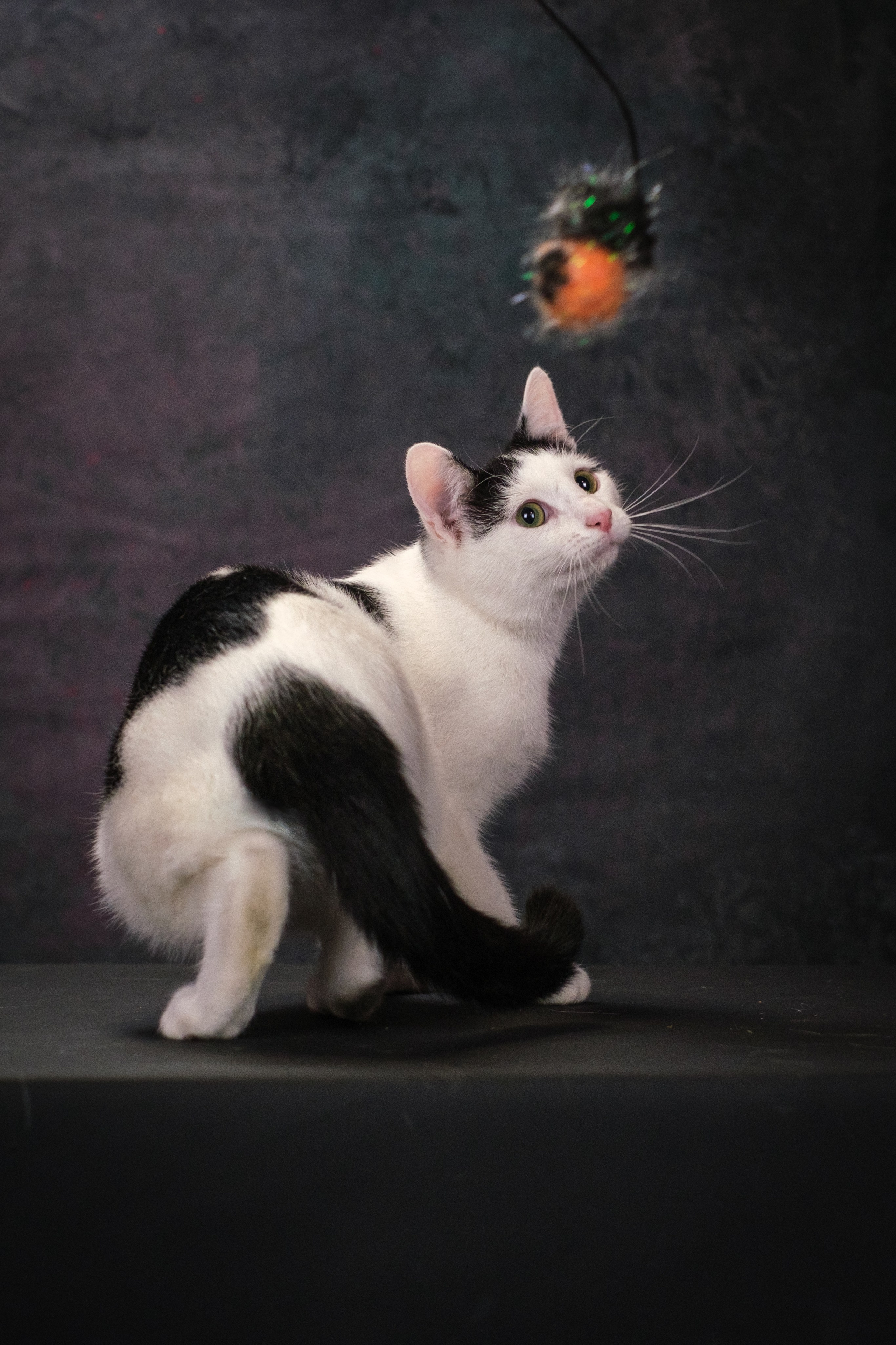 Котики Мурмурии). Зоофотограф, фотограф животных в Москве и области Дина Дамоцева