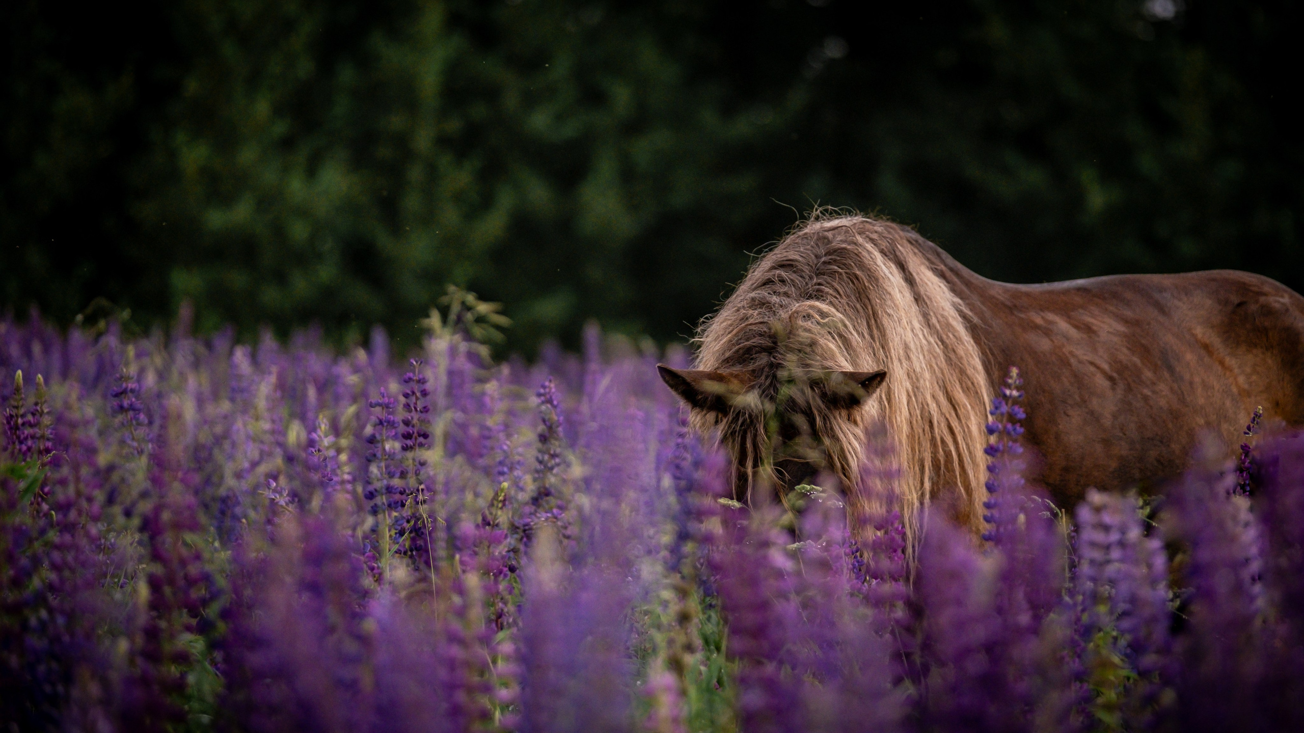 Аванпост, конное ранчо. Зоофотограф, фотограф животных в Москве и области Дина Дамоцева