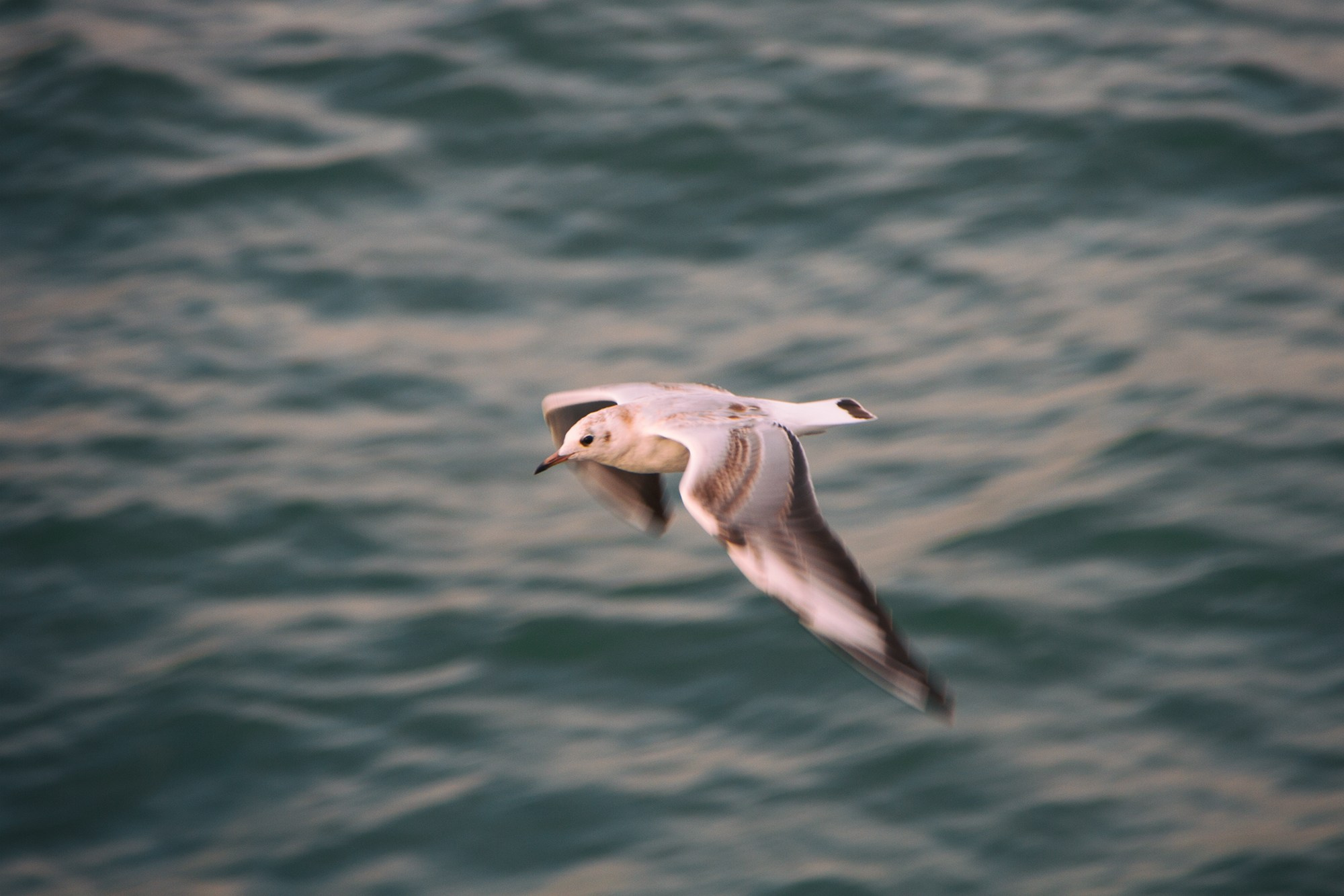 Фотограф Алексей Седойкин