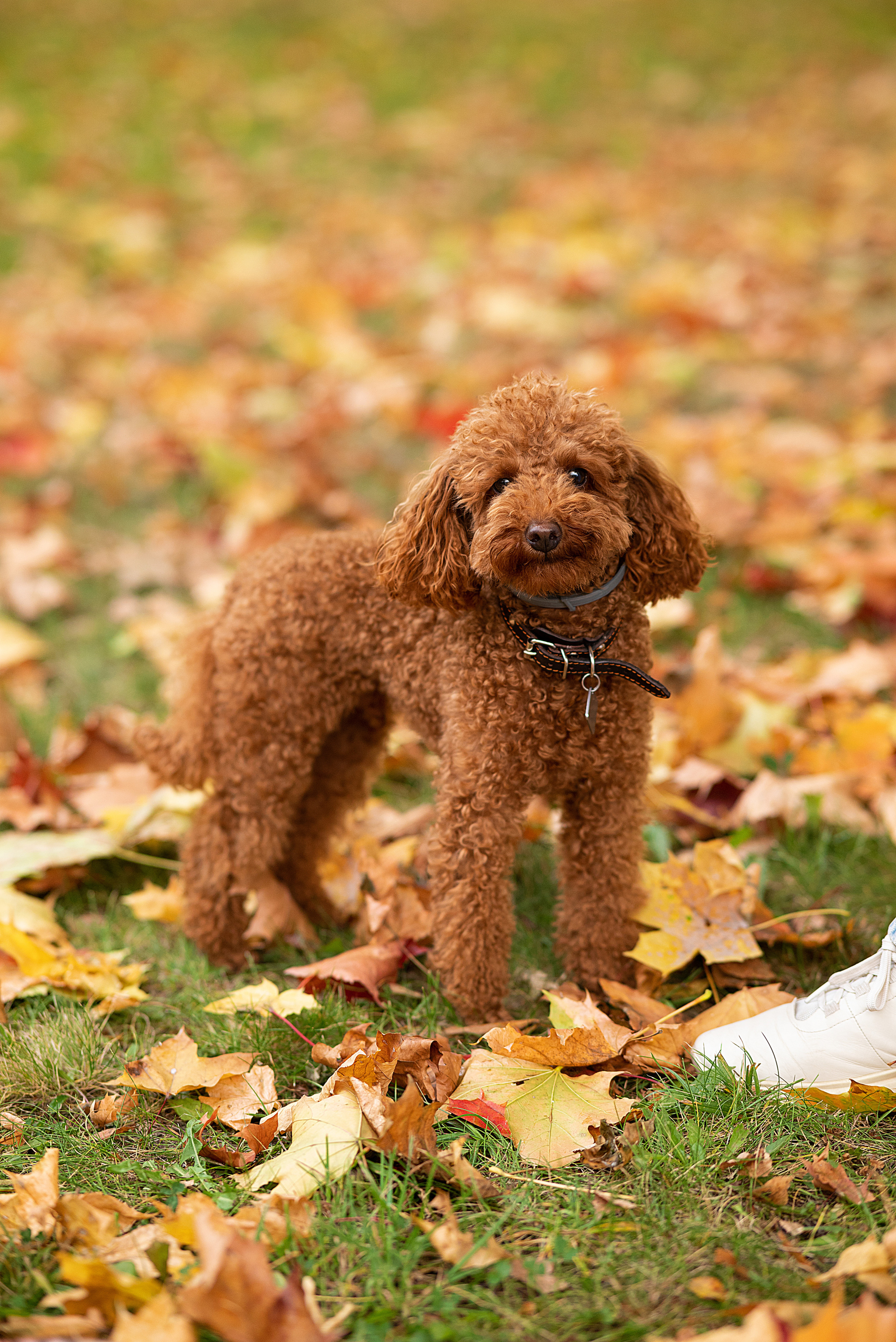Фотосессия для Фила, Гоги и их хозяев)