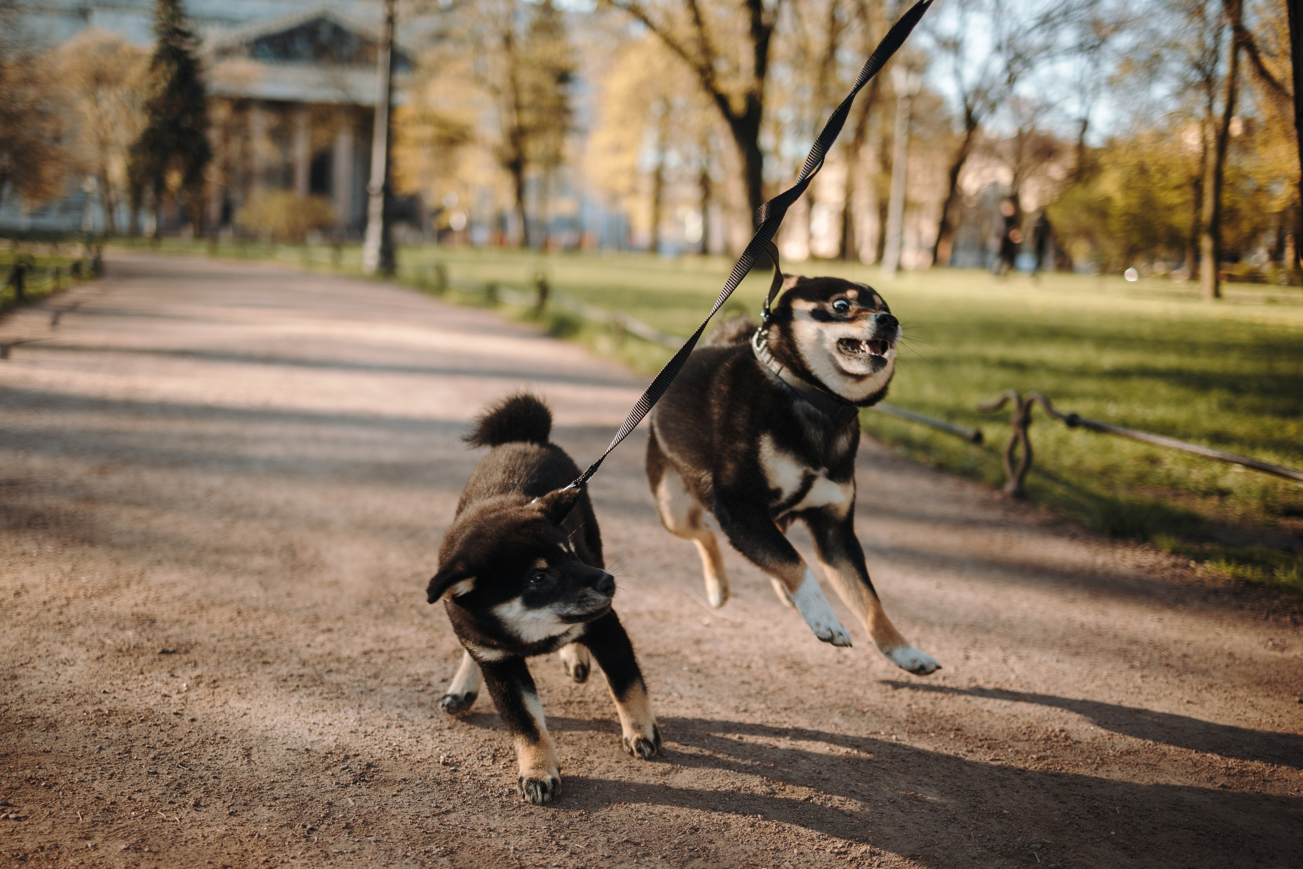 Даша и ее девочки. Фотограф — Анималист | Санкт-Петербург