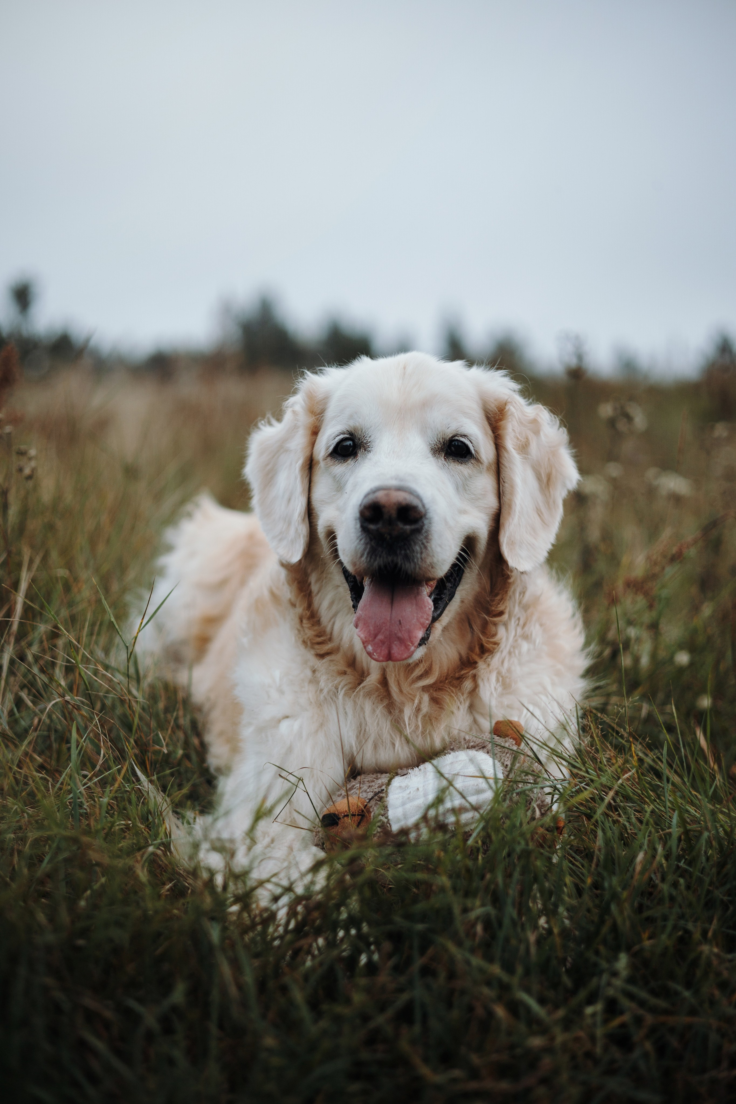Света и Том. Фотограф — Анималист | Санкт-Петербург