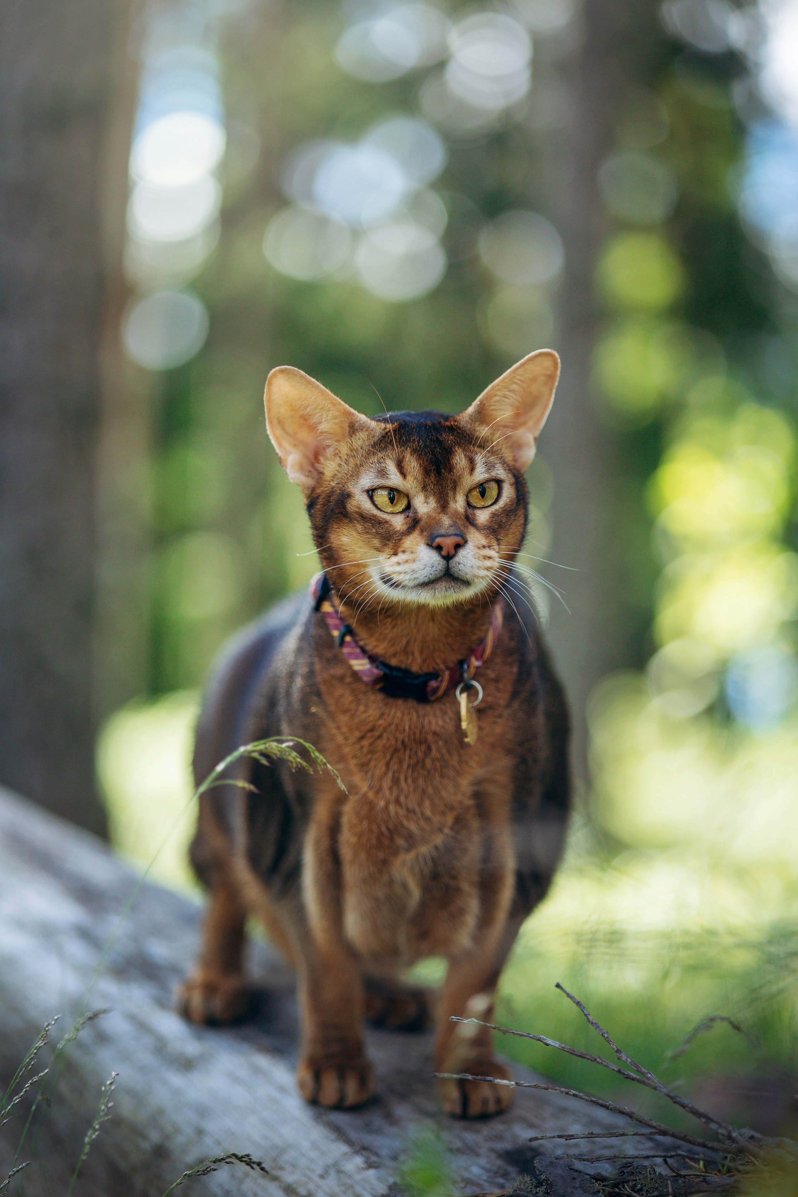 Котофеи и их семья. Фотограф — Анималист | Санкт-Петербург