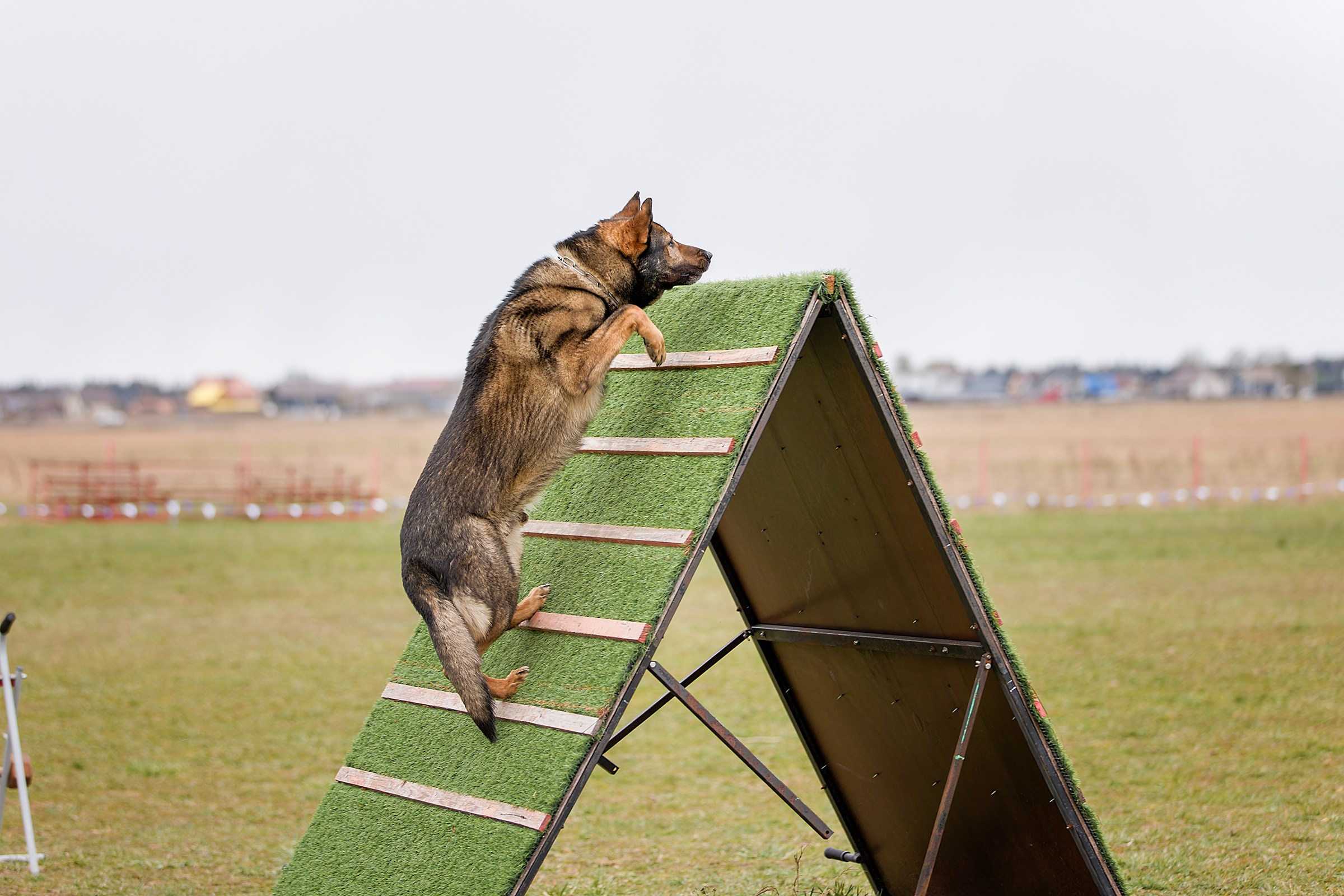 Чемпионат СЗФО по IGP 1 — 3. Irenephoto.ru