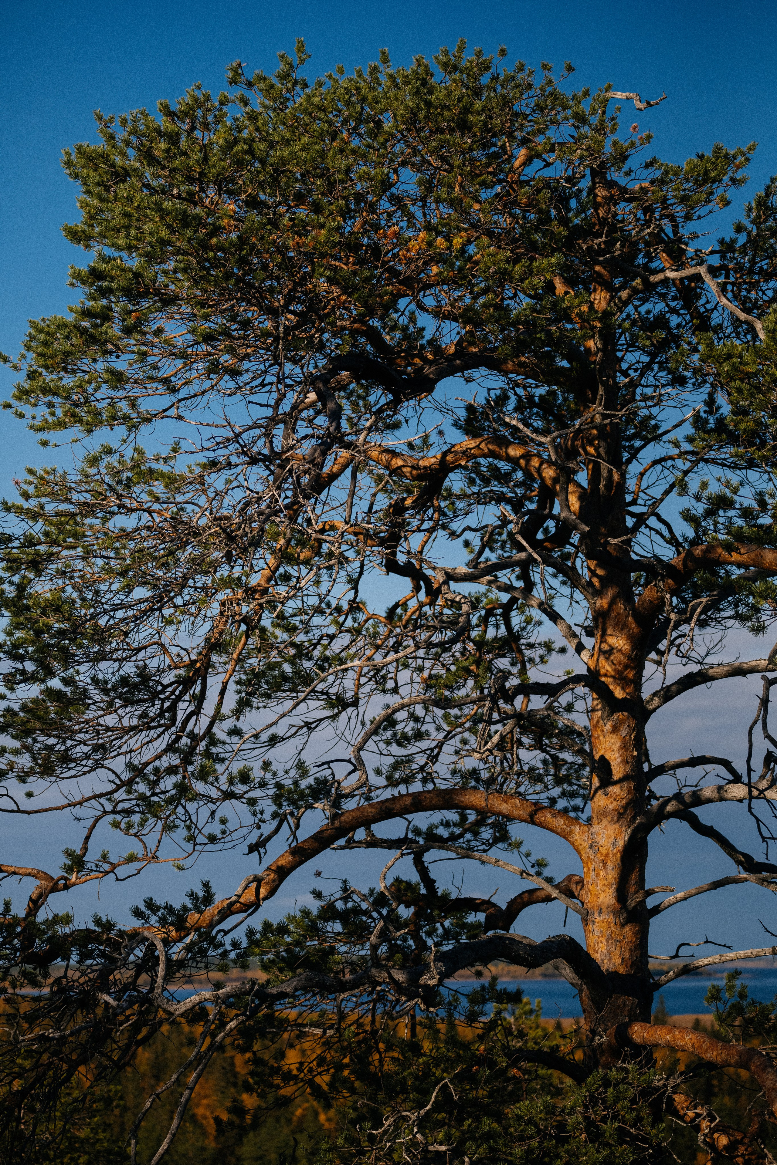 КАРЕЛИЯ / ОСЕНЬ. Создание контента | Фото | Видеосъемка | Александр Ярков