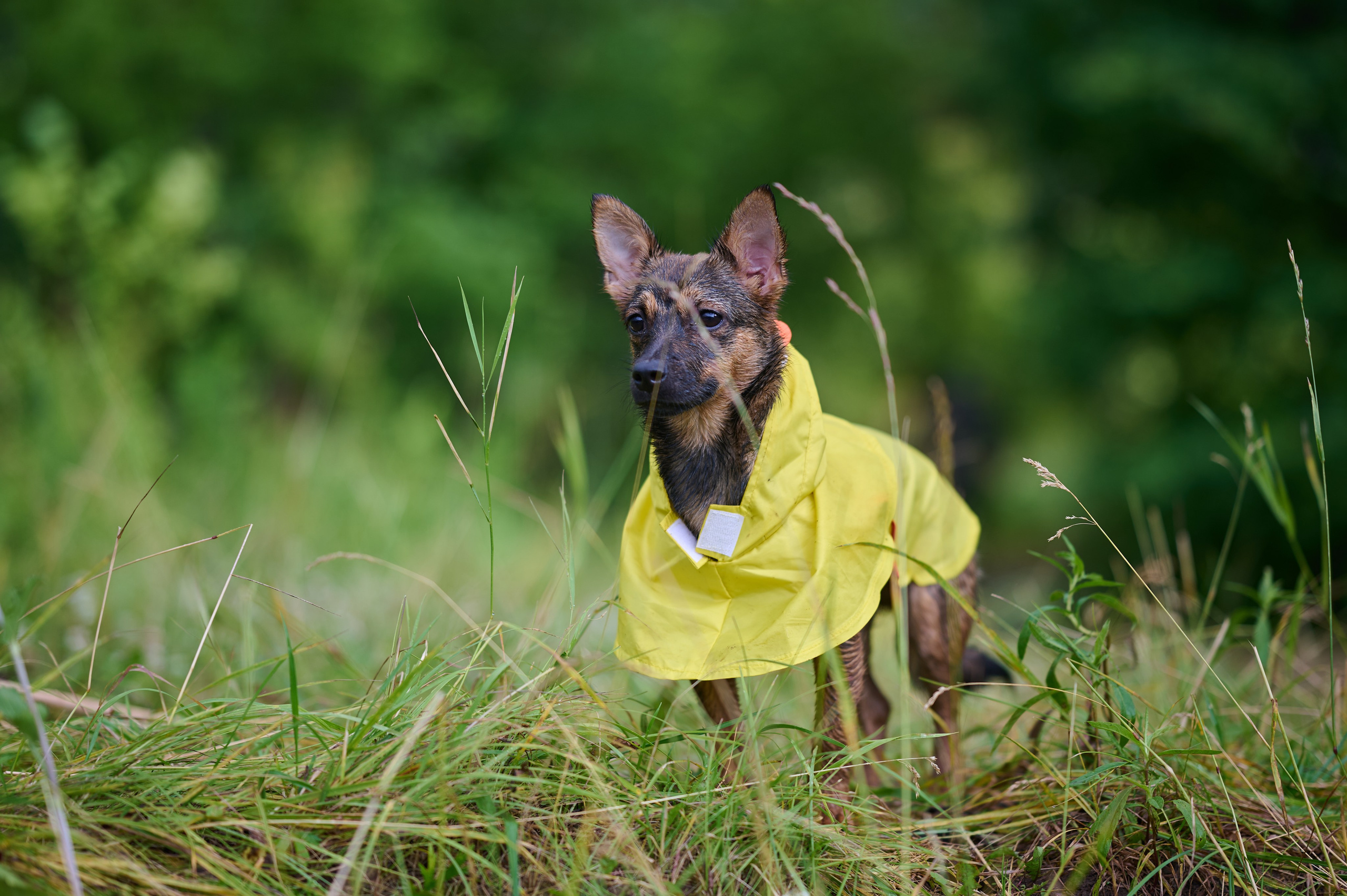 Грушинский фестиваль 2025. Фотограф в Самаре