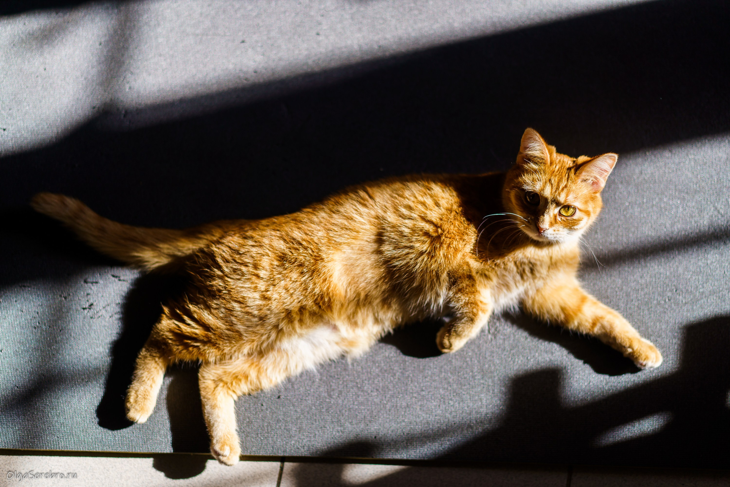 КОТОЙОГА. Фотограф Челябинск · Ольга Серебрякова