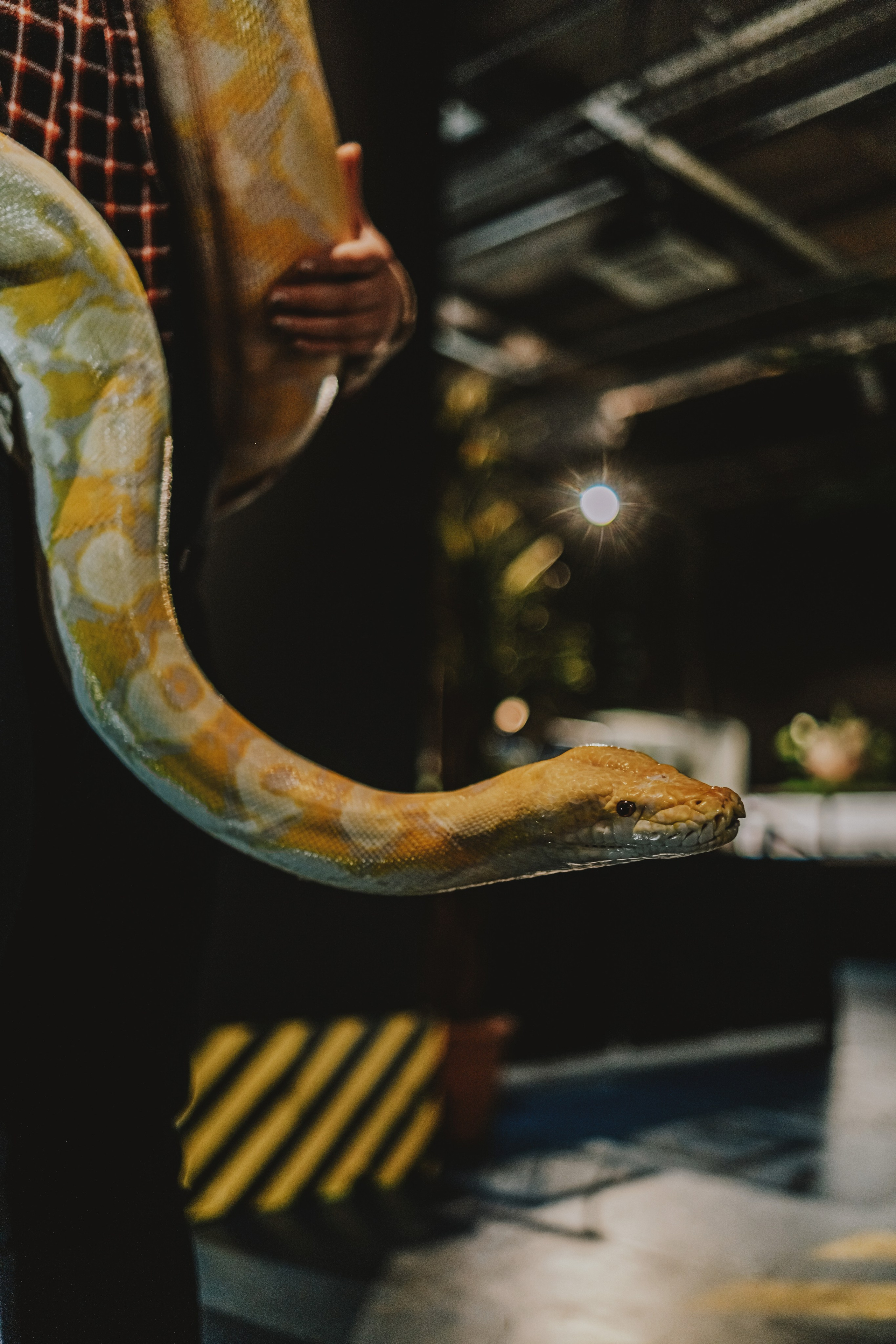 Дом Драконов. Nattie.ph