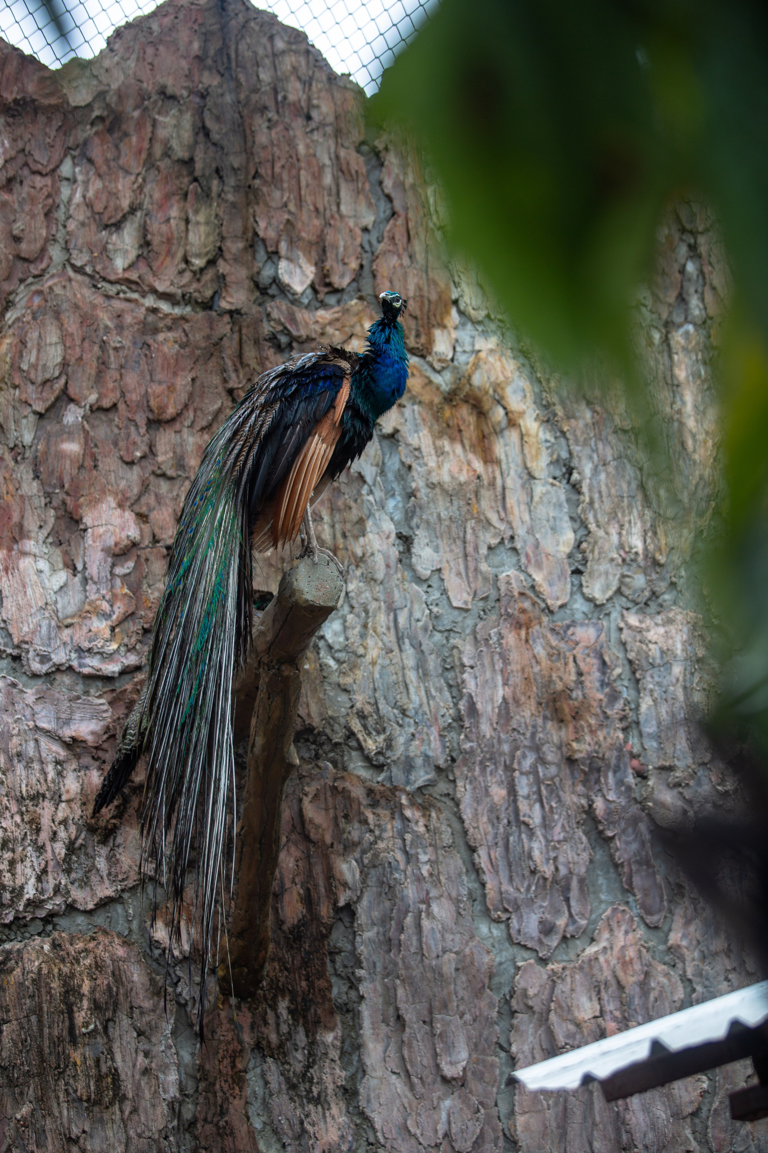 Samut Prakan Crocodile Farm & Zoo. Photographer Sonkina Tatiana (Tanya Ash)