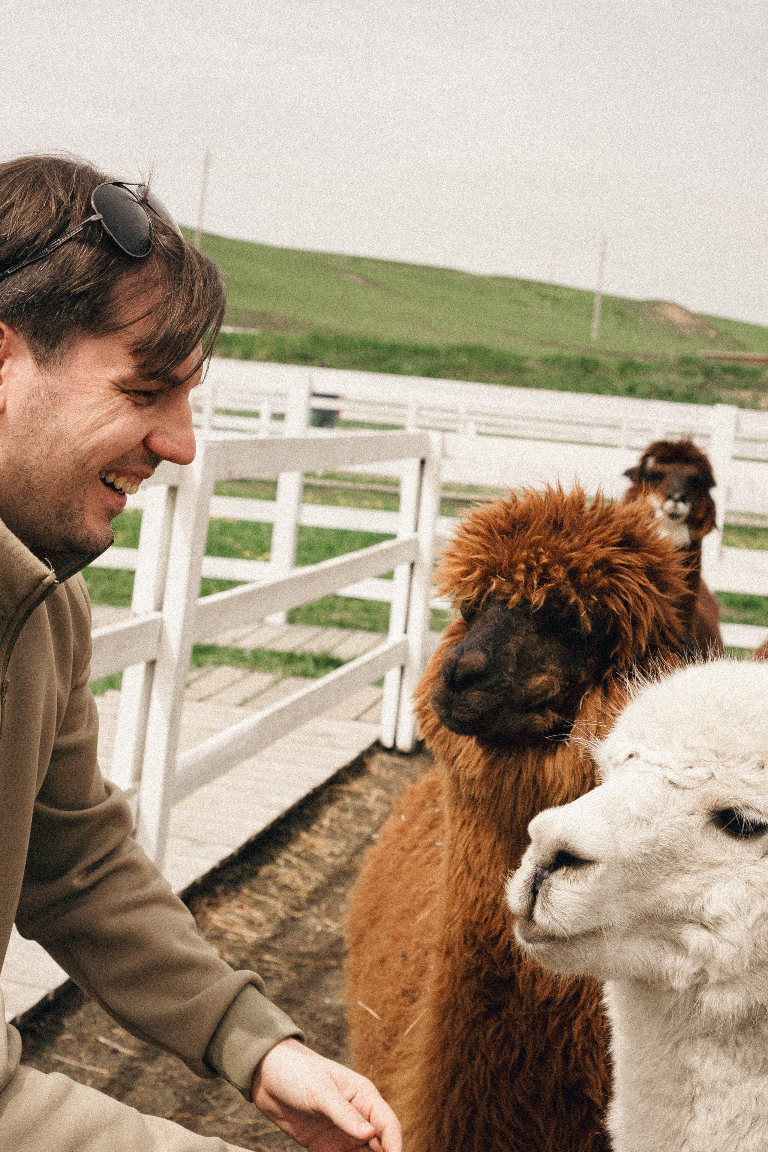Ферма Альпак. Профессиональный фотограф, Санкт-Петербург — Виктория Богомолова
