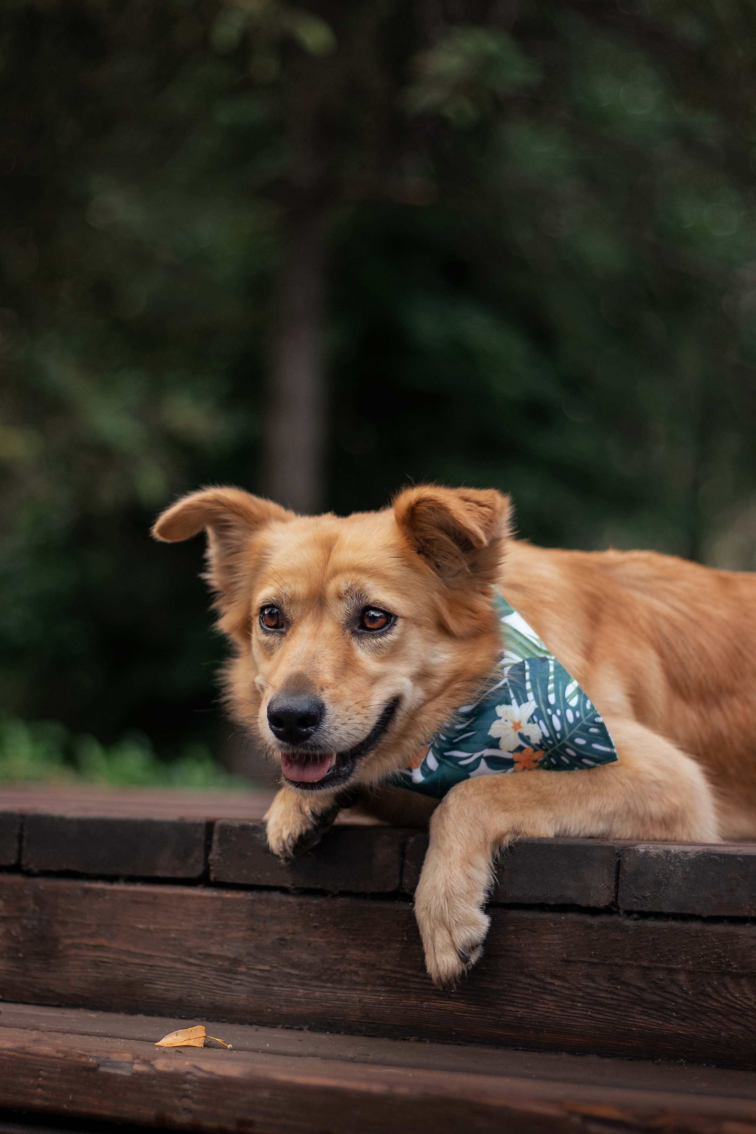 Портфолио фотографа-анималиста из Воронежа Алины Ивановой. Фотограф — анималист Алина Иванова