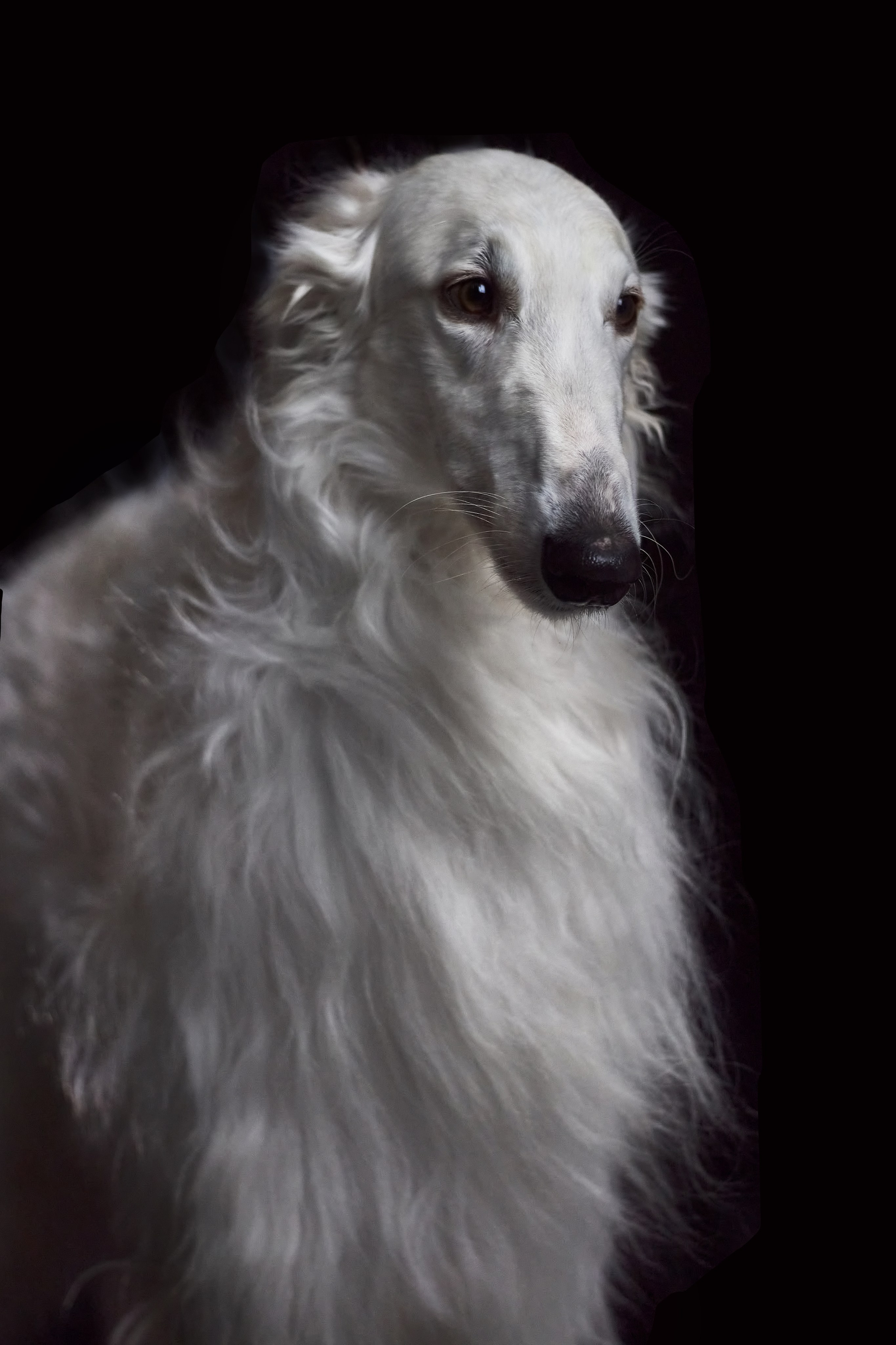 Фотосессия с животными. Фотограф анималист — Тула, Москва