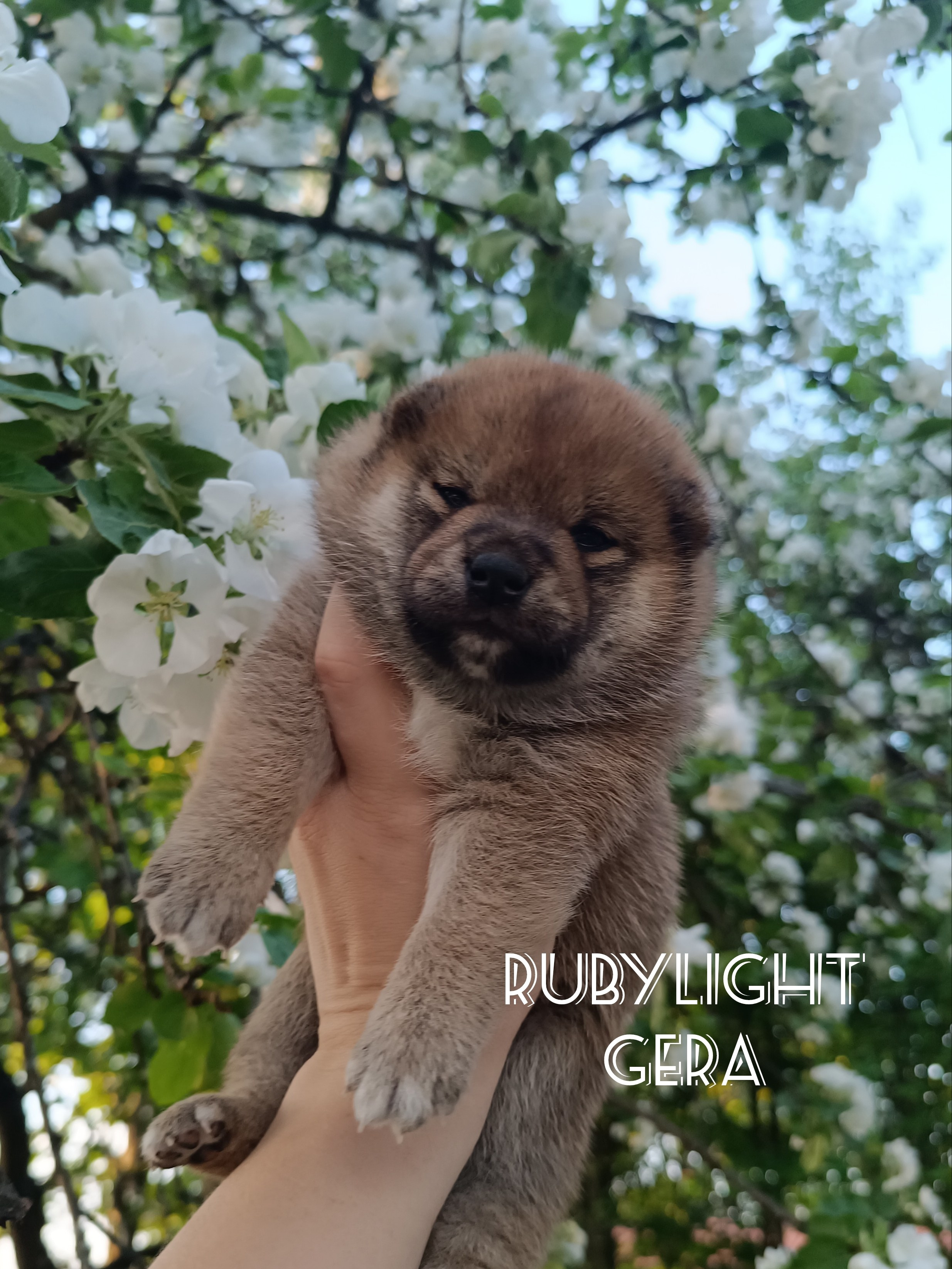 сиба питомник Рубилайт щенки на продажу rubylight  сиба щенки купить СПб Санкт-Петербург