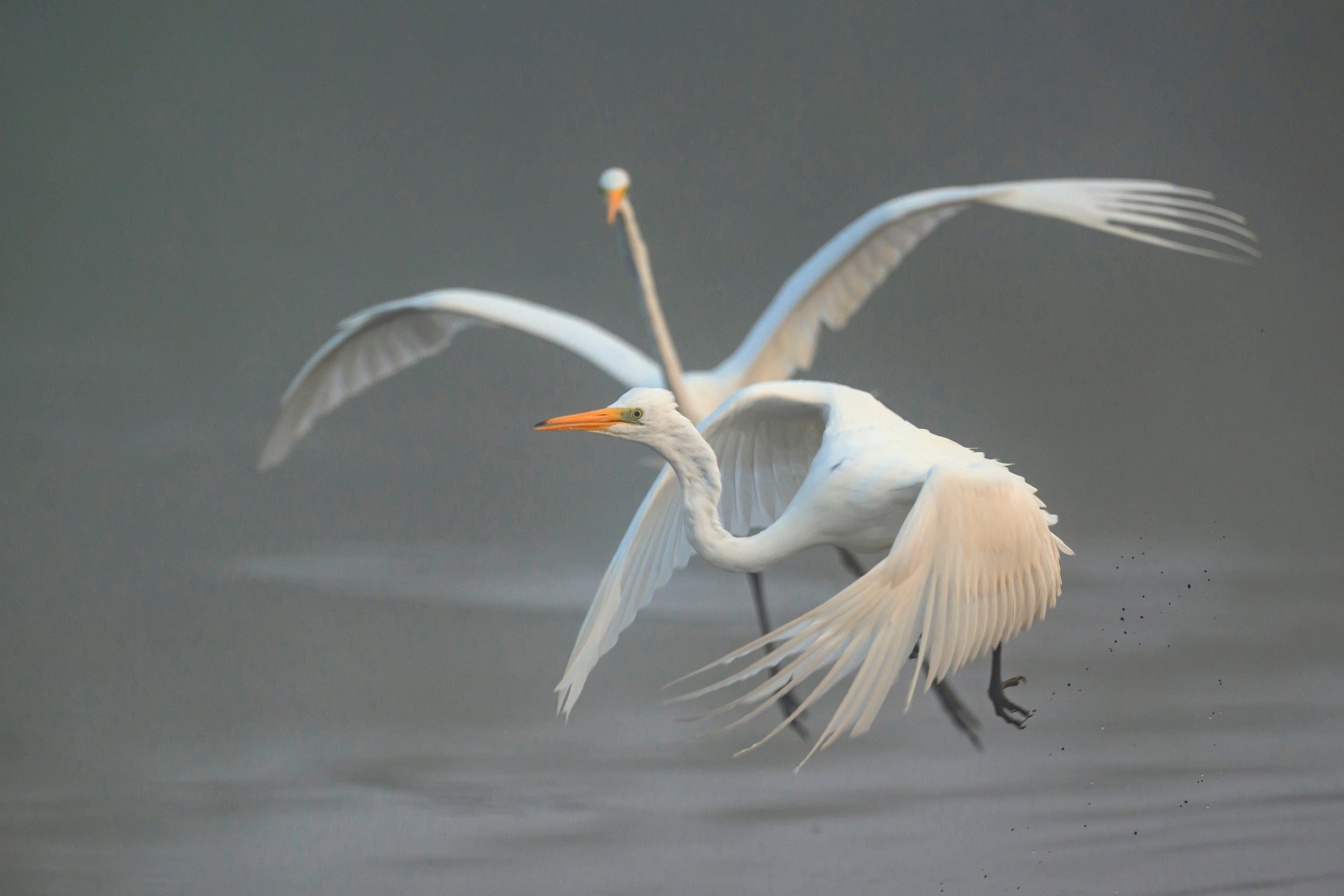 Цапли. Wildlife photography by Sergey Puponin