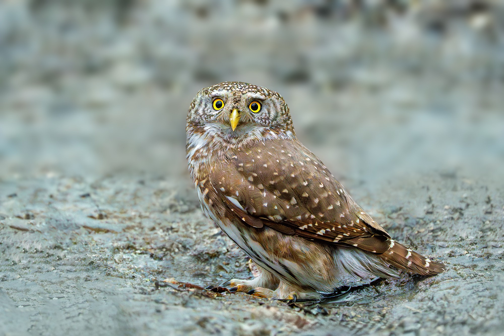 Удивительные мир птиц. Вокруг нас столько прекрасного — присмотритесь!. Ваш личный фотограф Марина Волкова