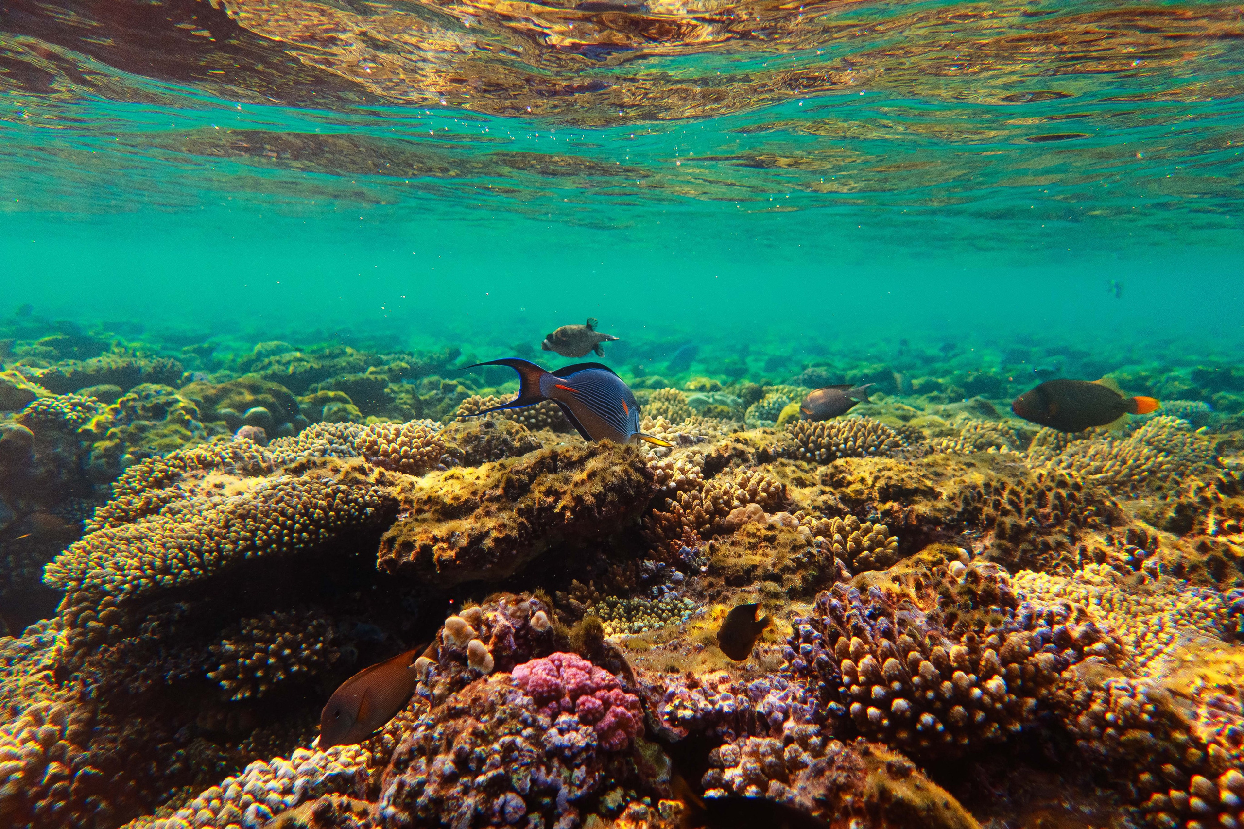 Fish. Фотограф Светлана Голицына