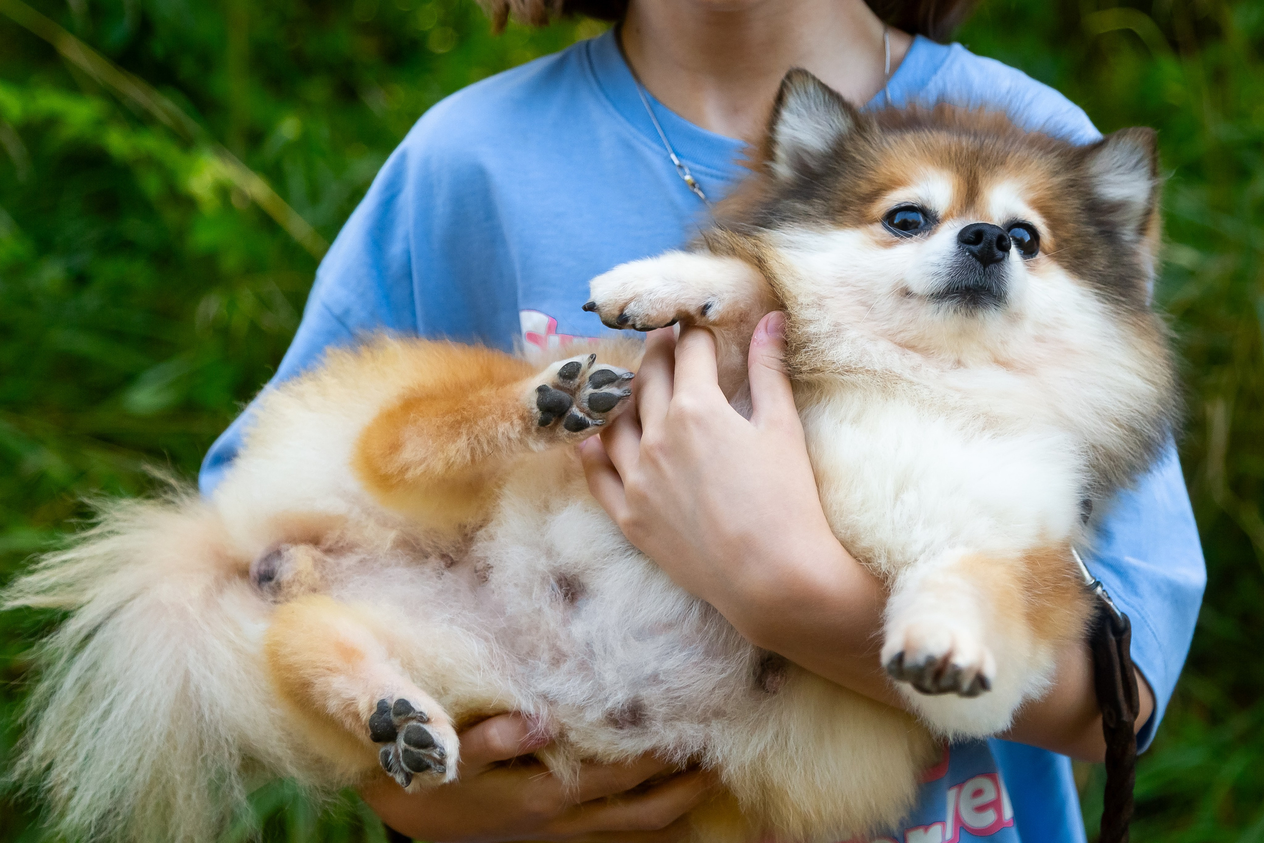 Petshop Забота. Фотограф в Санкт-Петербурге Чумаков Семен