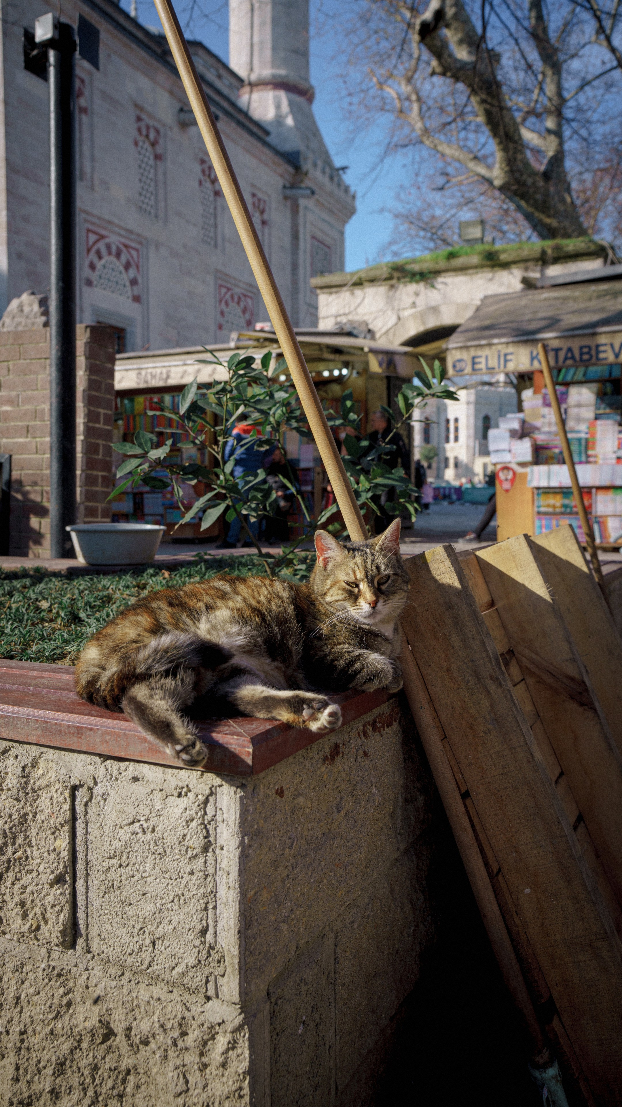 Кошки. Фотографии Дмитрия Захаренко