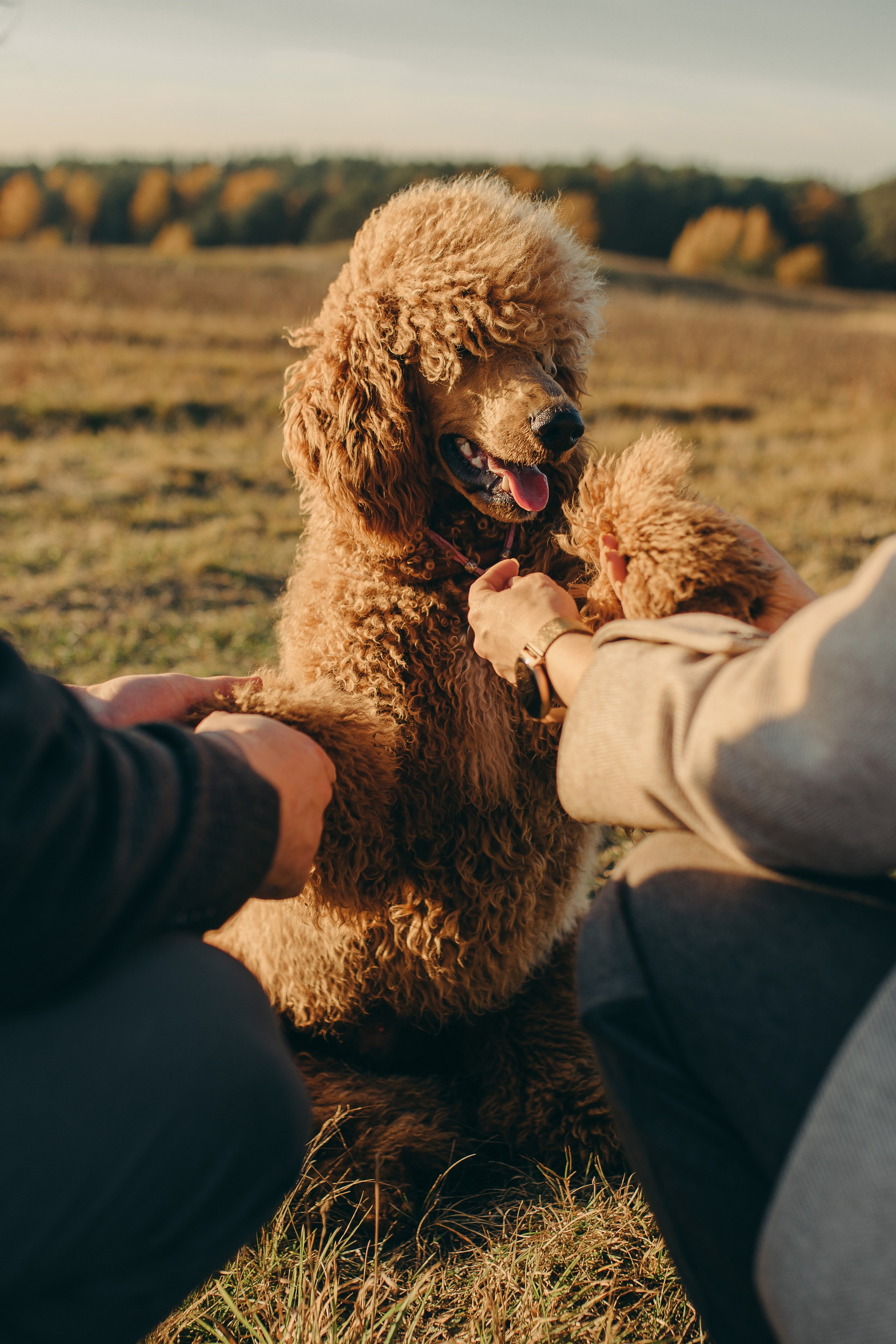 Наши пушистые дети. Главная