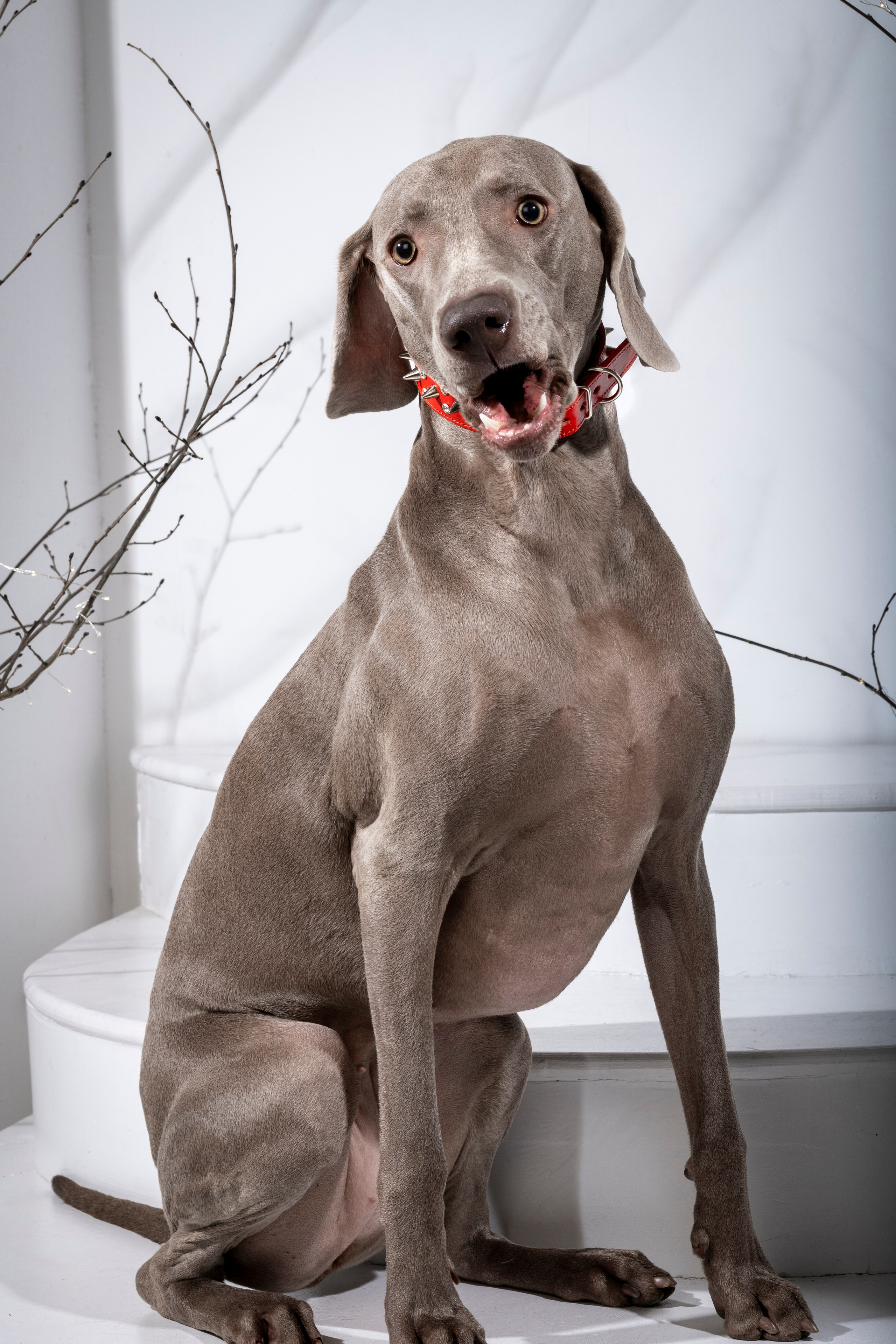 Рекламная фотосессия ошейников. Фотограф анималист в Санкт-Петербурге Таша Крейв