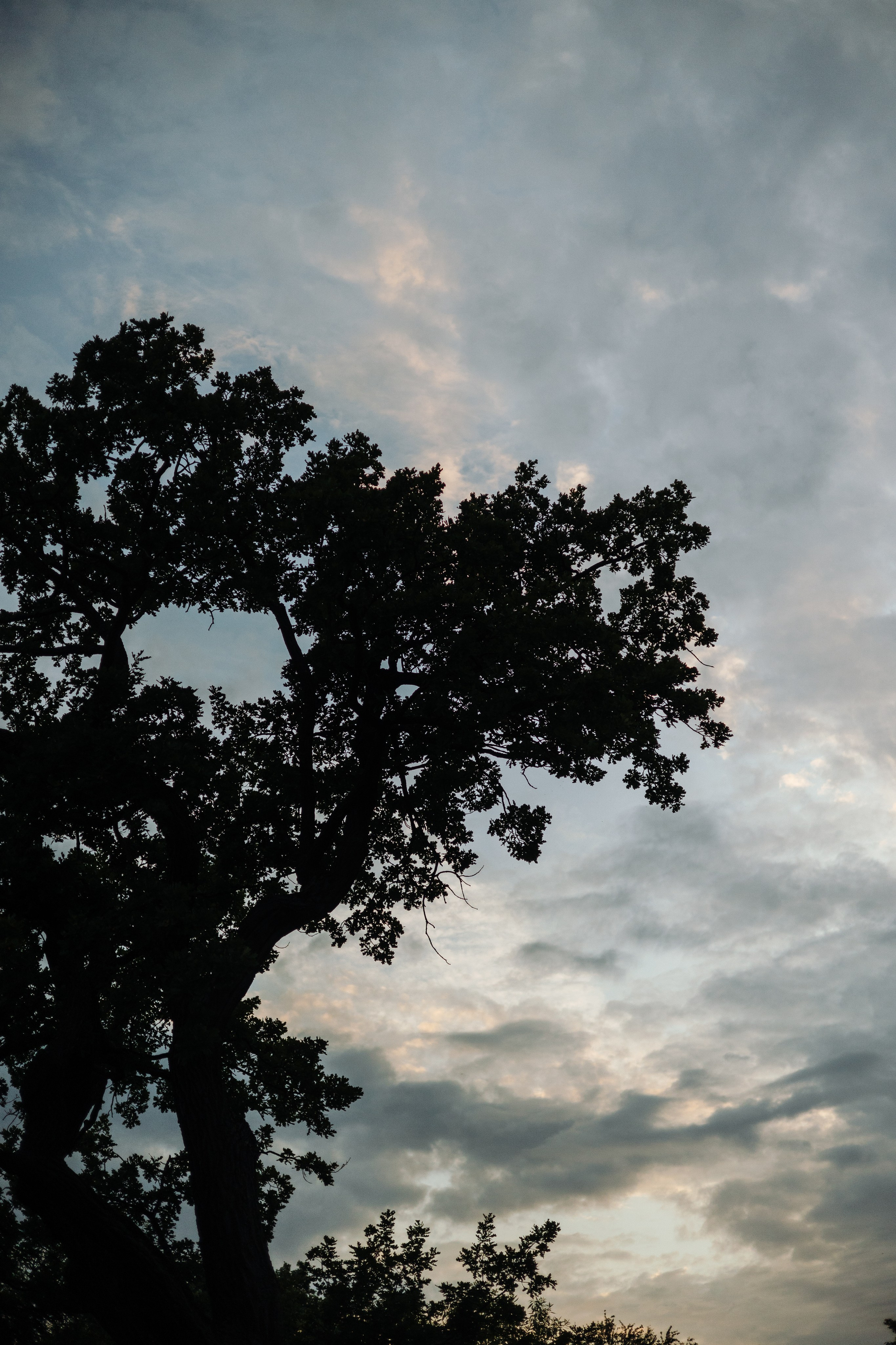 Сириус и его семья. Фотограф — Анималист | Санкт-Петербург