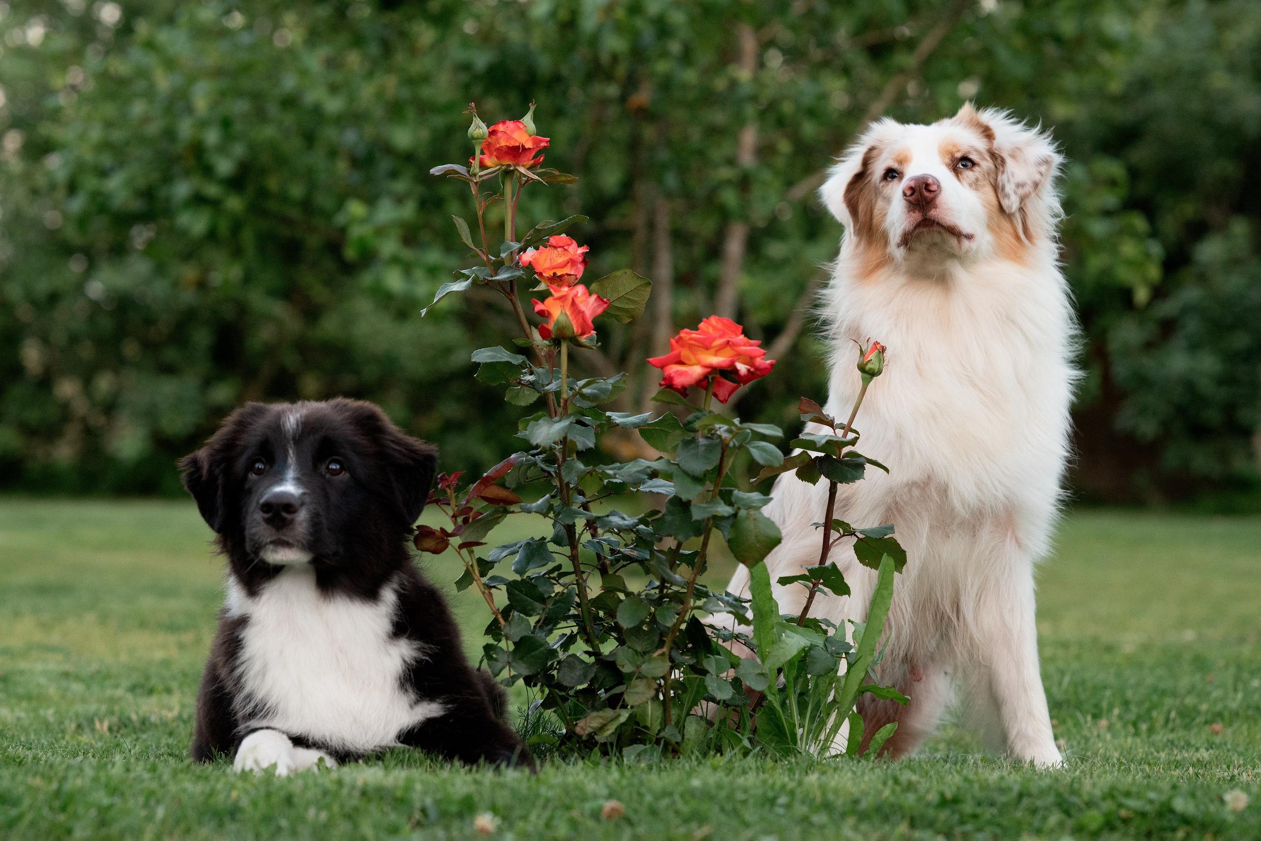 Заводчик Елизавета Степанова. Творческий фотограф Вологда