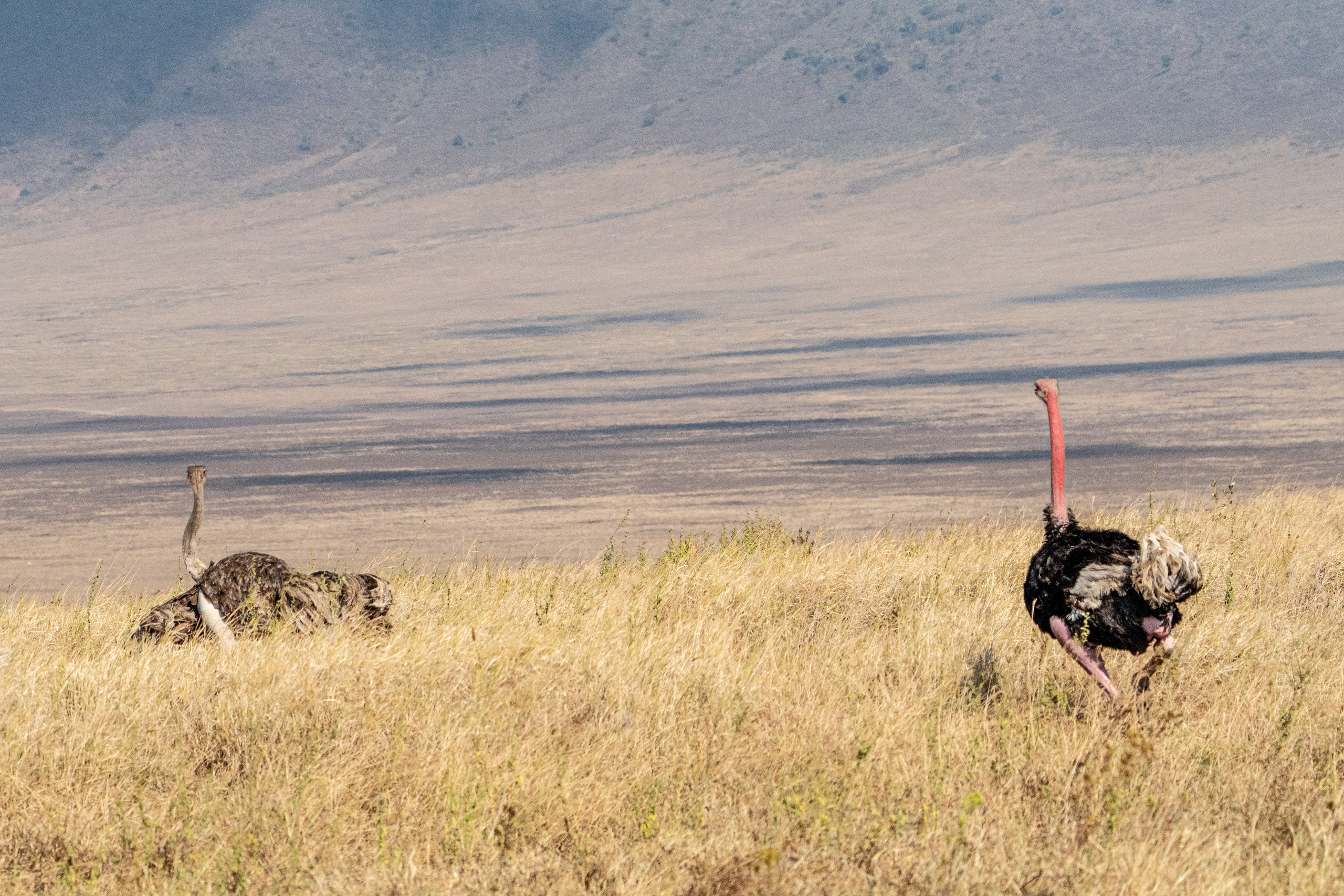 Танзания, сафари, 2025. Творческие сьемки