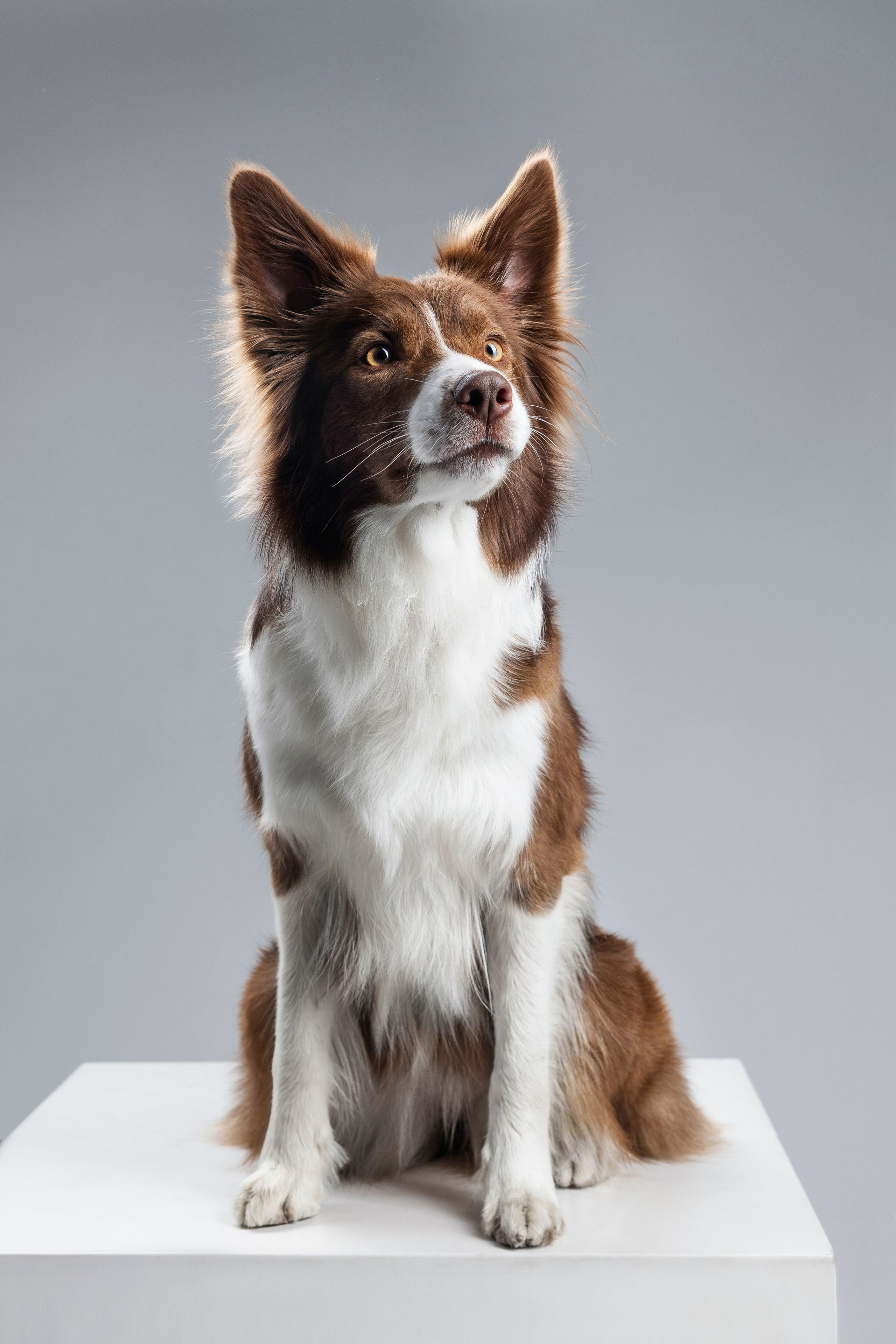 Беатрисс и бордер Вивьен в студии. Фотограф анималист в Москве Майорова Евгения