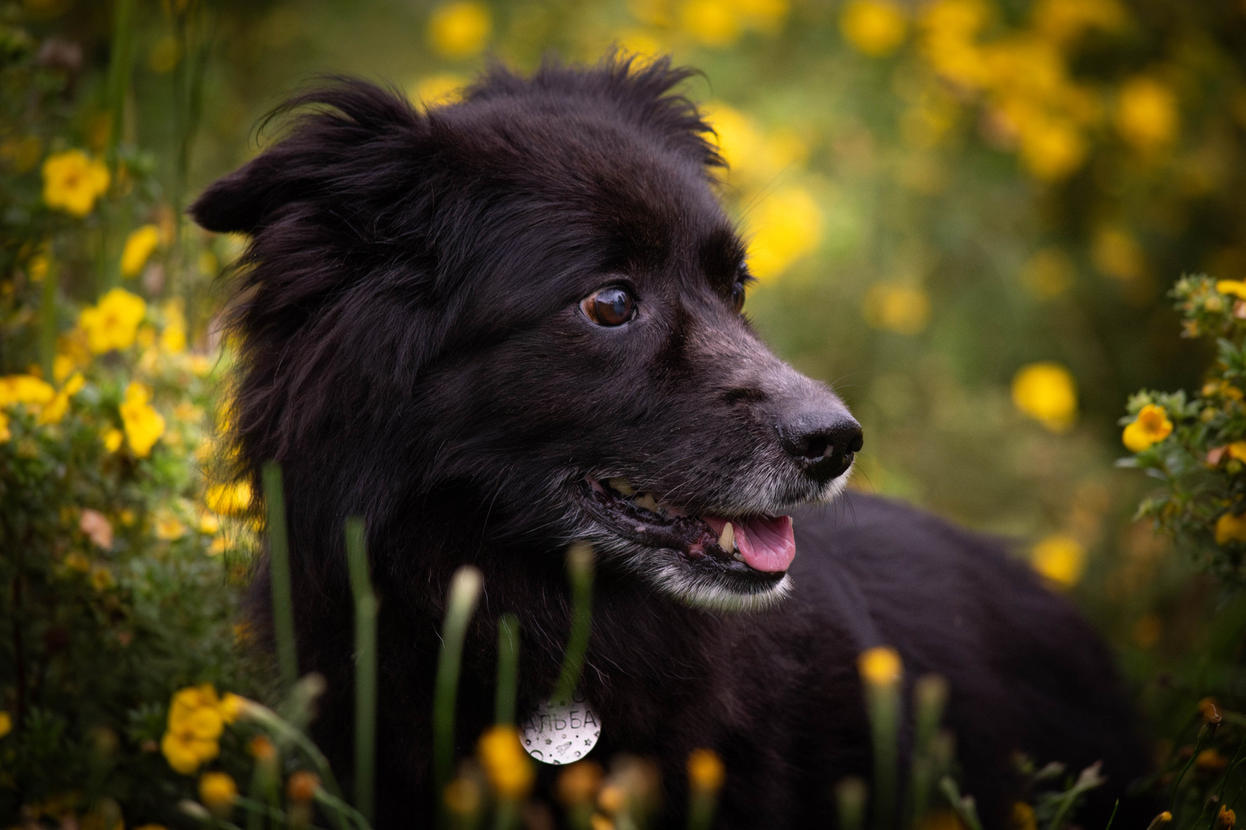 Альба и Даша. Фотограф Светлана Блинова, Москва и Московская область