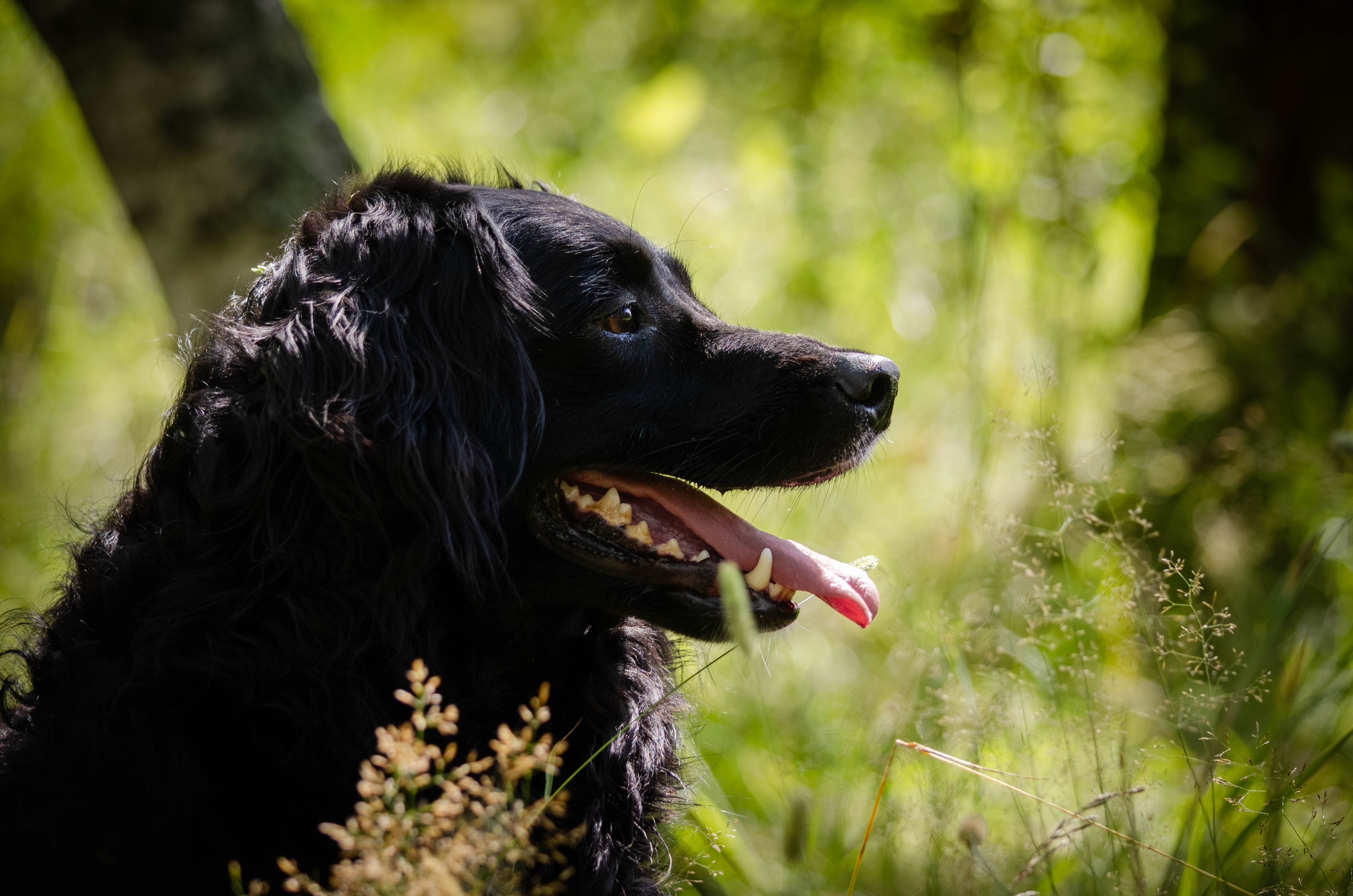 Том и Тося. Фотограф Светлана Блинова, Москва и Московская область