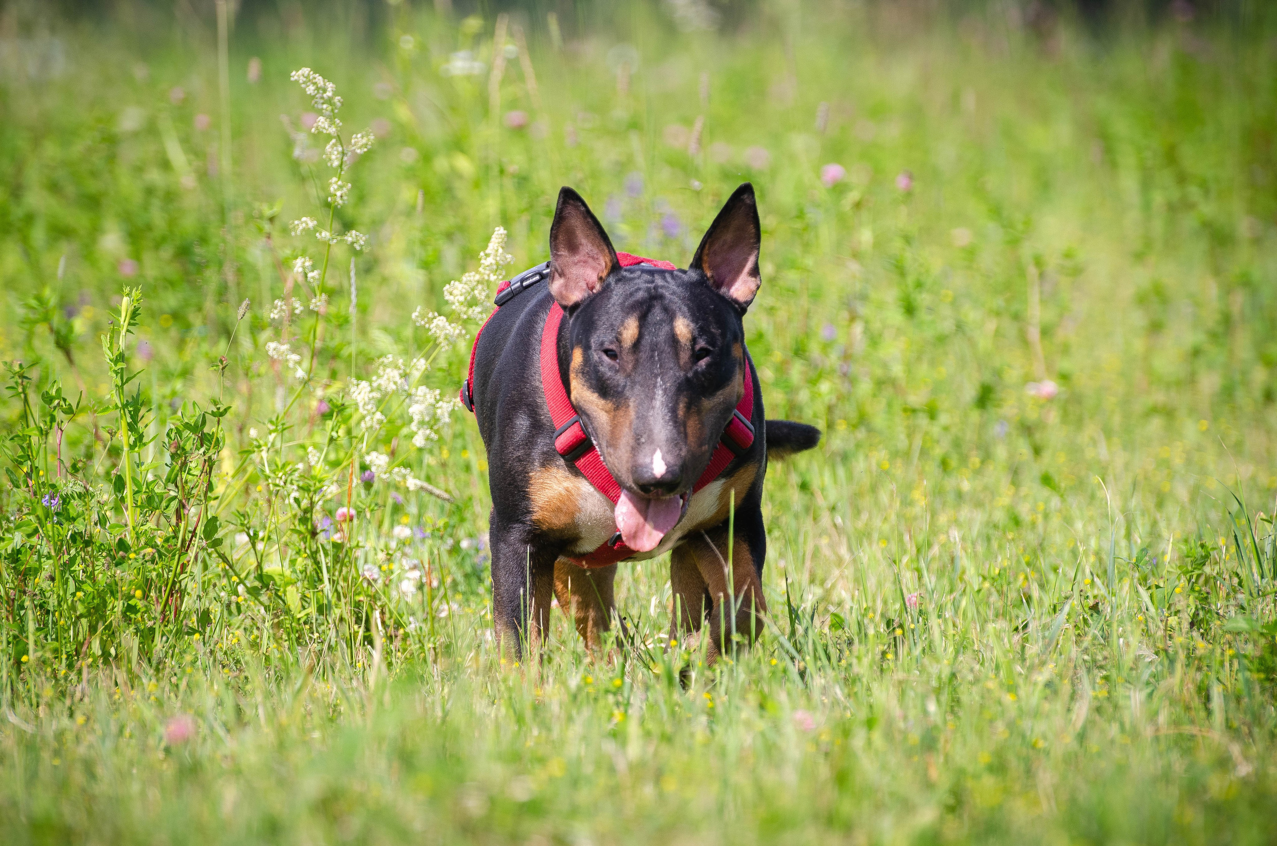 Прогулка (Лохин остров). Фотограф Светлана Блинова, Москва и Московская область