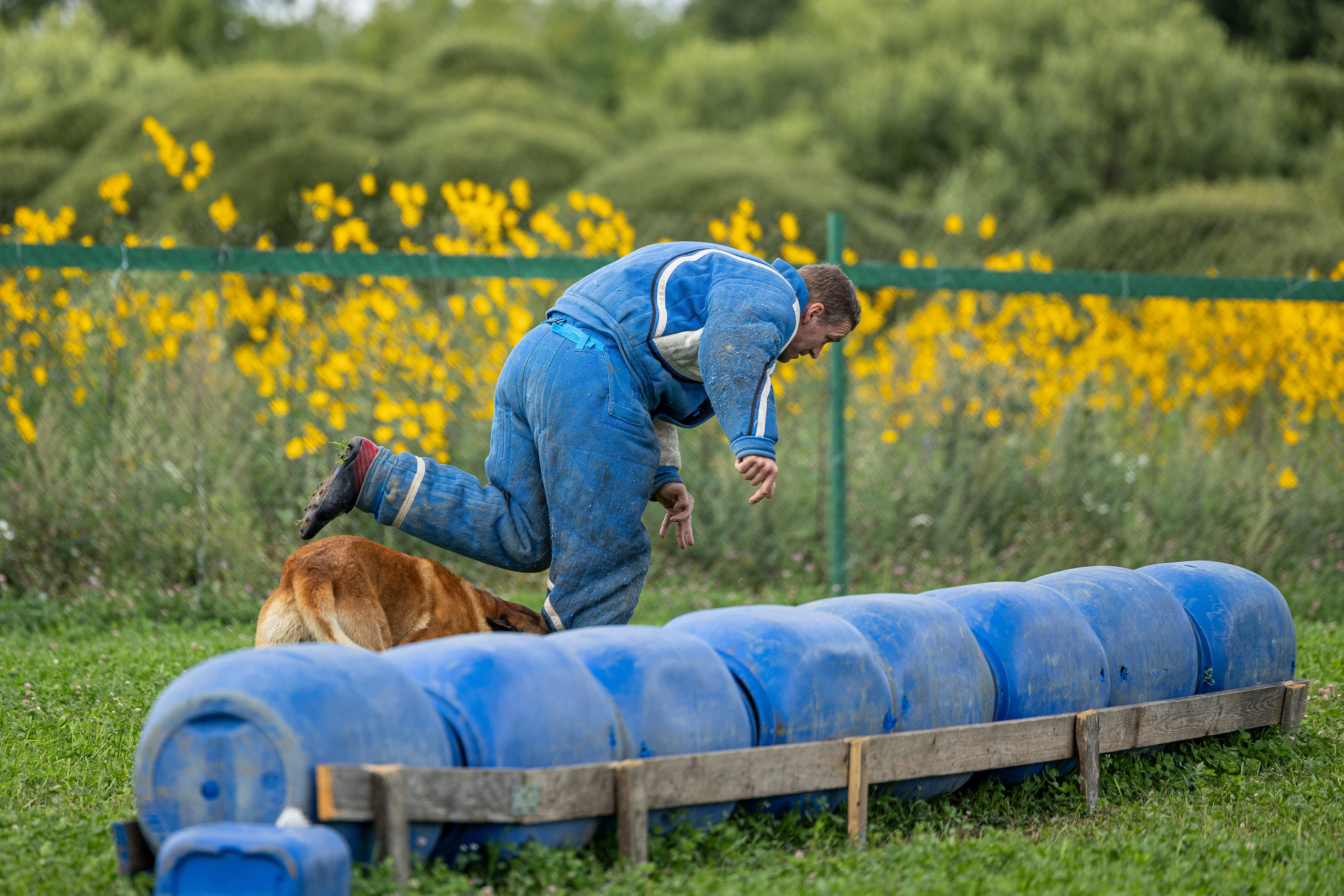 Соревнования по Мондьорингу г. Вологда 10-11.08.2024. Фотограф-анималист Анна Маринич