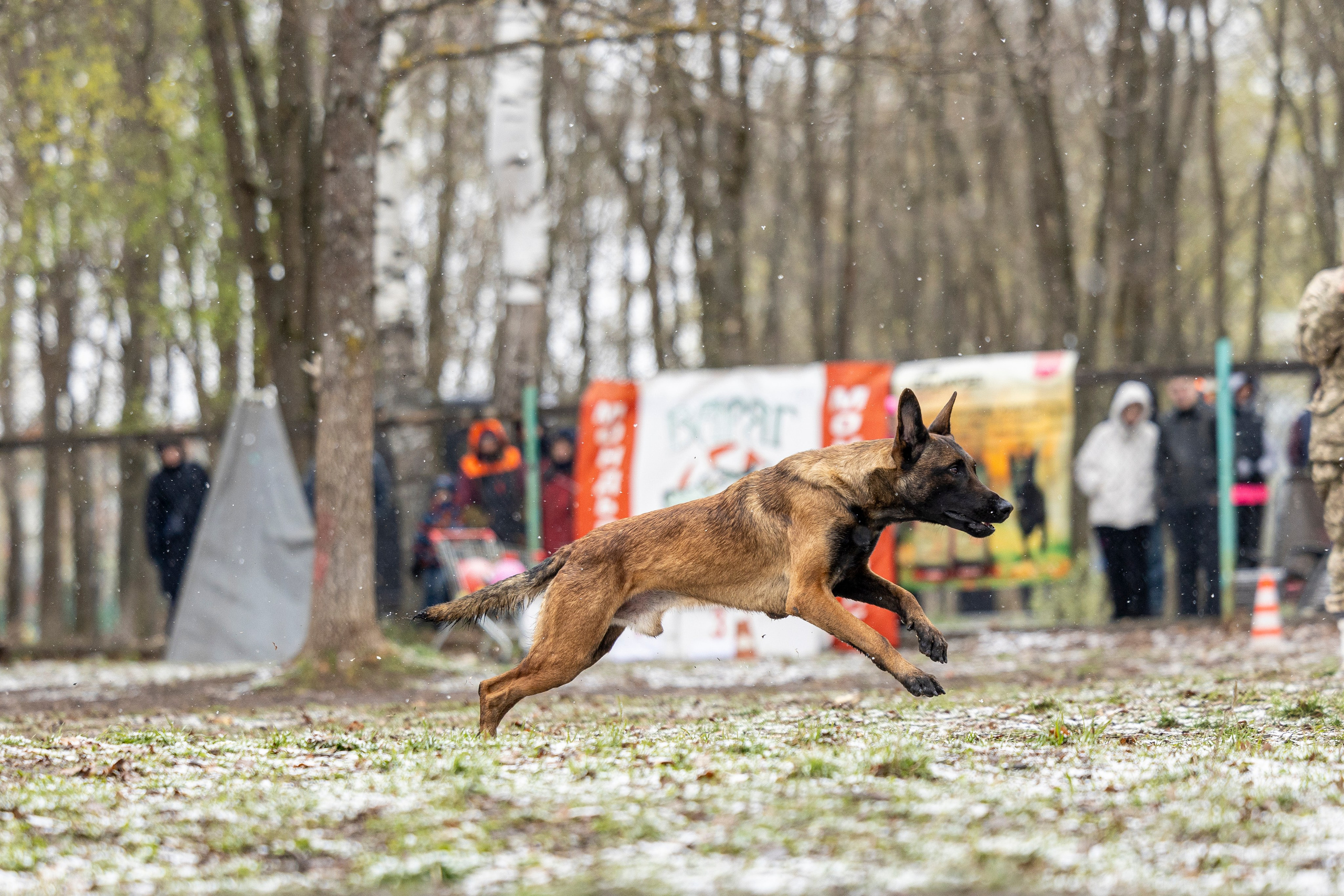 Квалификационные состязания по мондьорингу г. Вологда 11.05.24. Фотограф-анималист Анна Маринич