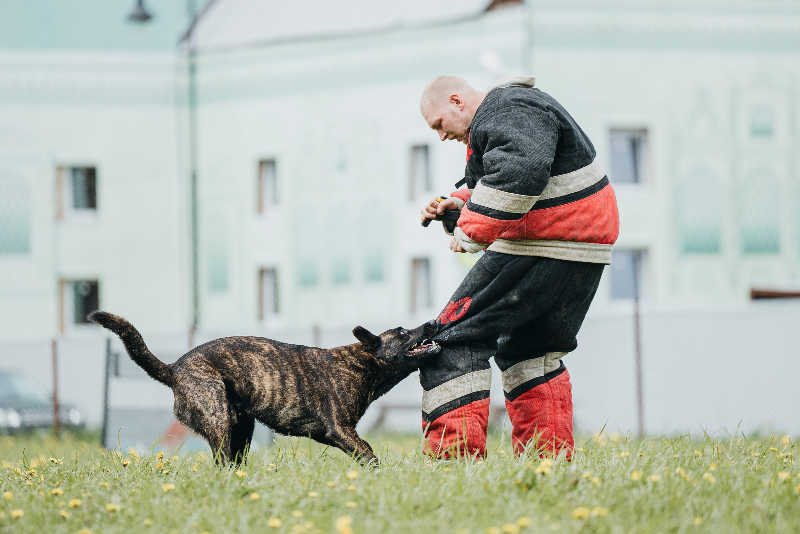 26.05.25 г. Пушкин квалификационные соревнования. Фотограф-анималист Анна Маринич