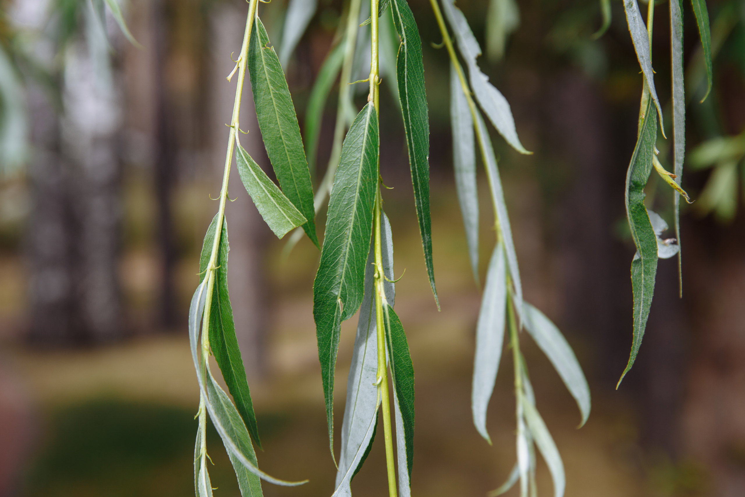 Без торжеств и торта. Свадебный и портретный фотограф в Нижнем Новгороде и Нижегородской обл