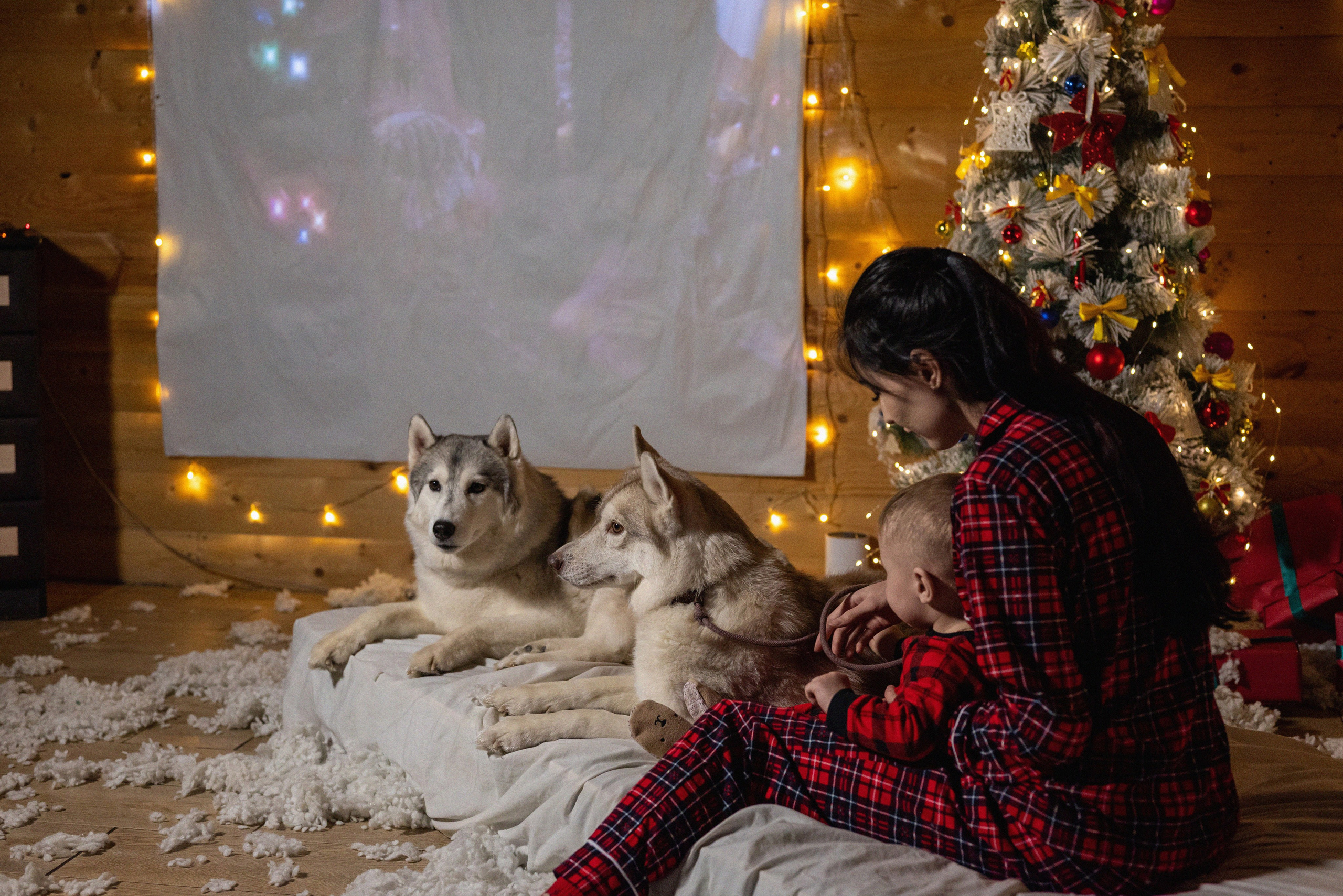 Фотопроект с хаски 2024 г. Фотограф в городе Салават