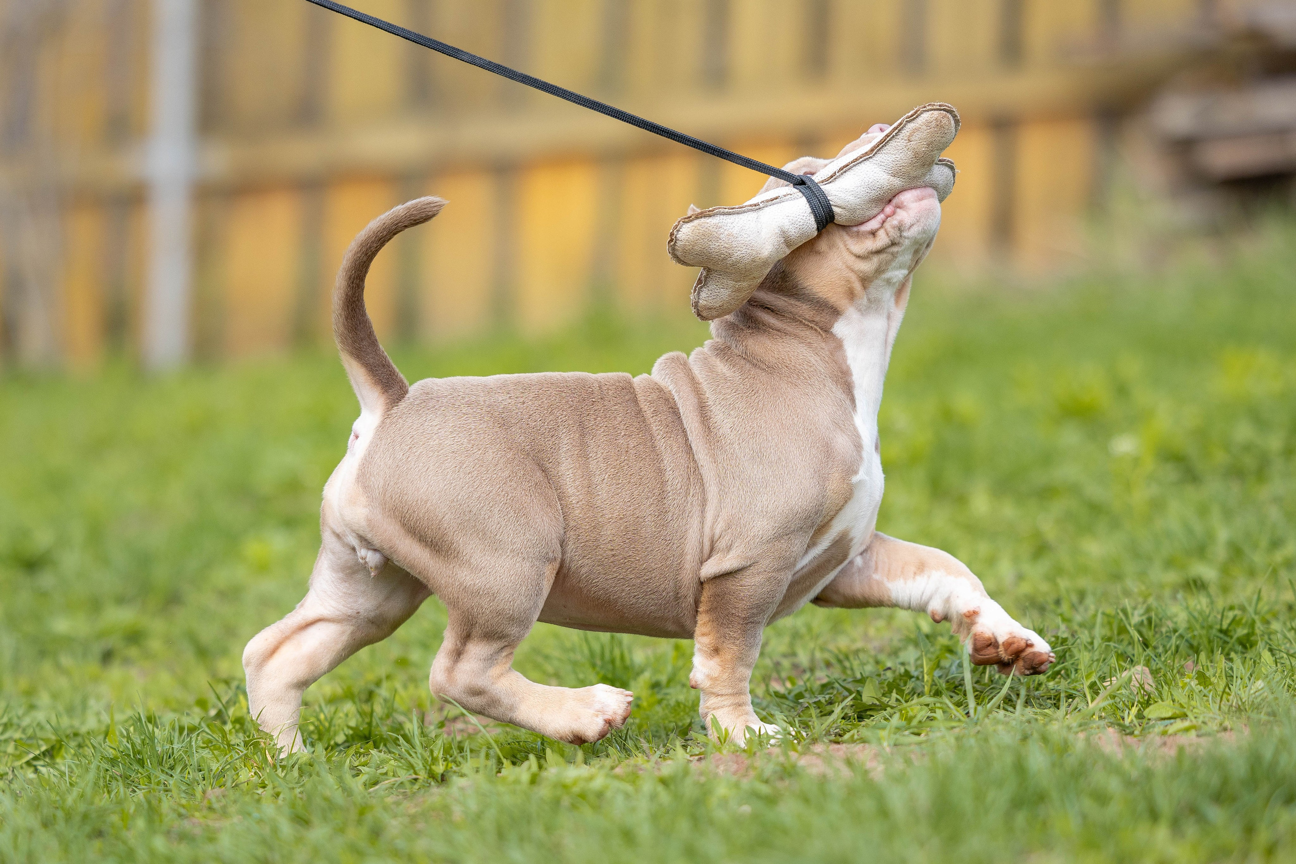 Щенки булли. Фотограф Анималист в Перми Анастасия Остерман