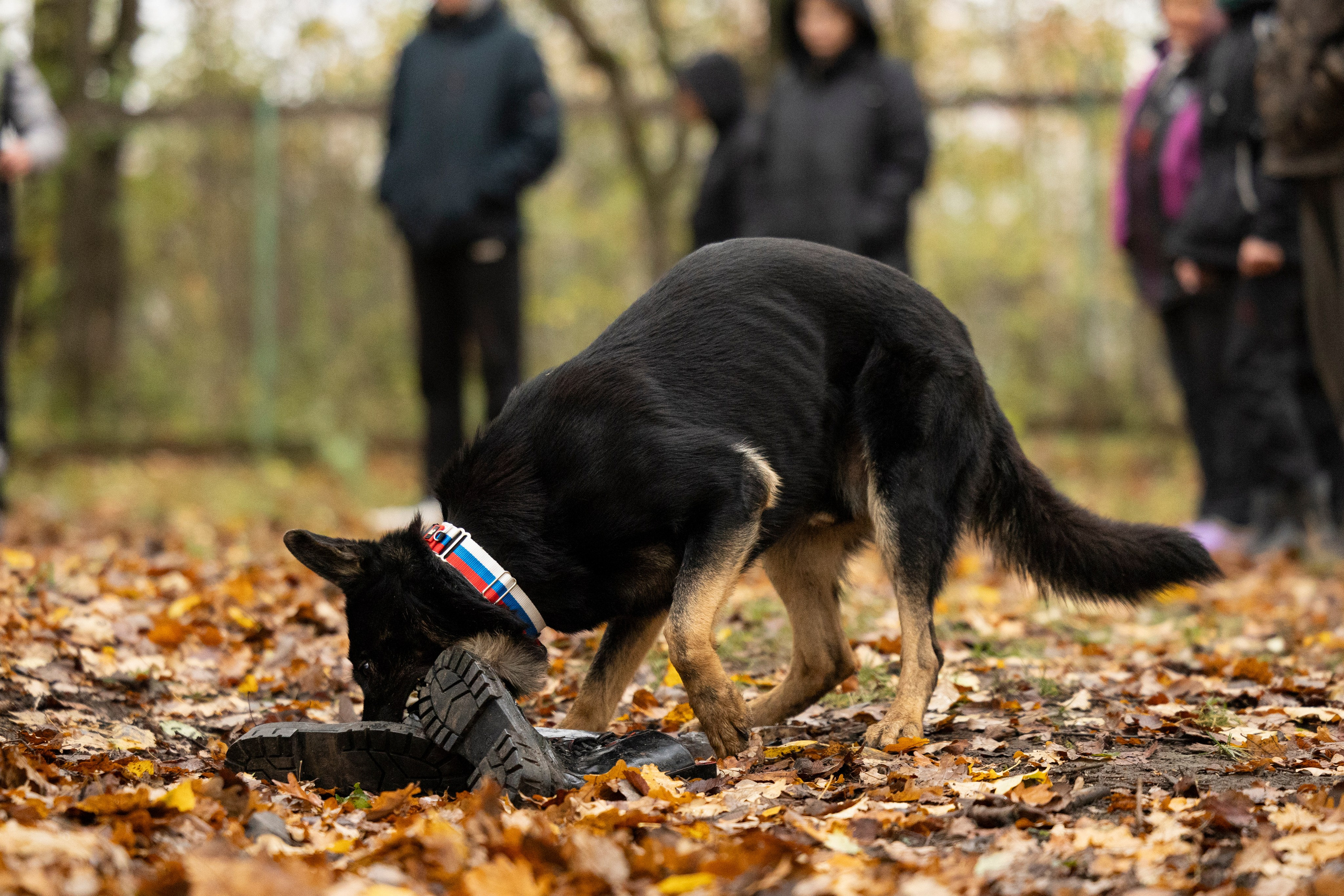Соревнования по Мондьорингу г. Вологда. Фотограф-анималист Анна Маринич