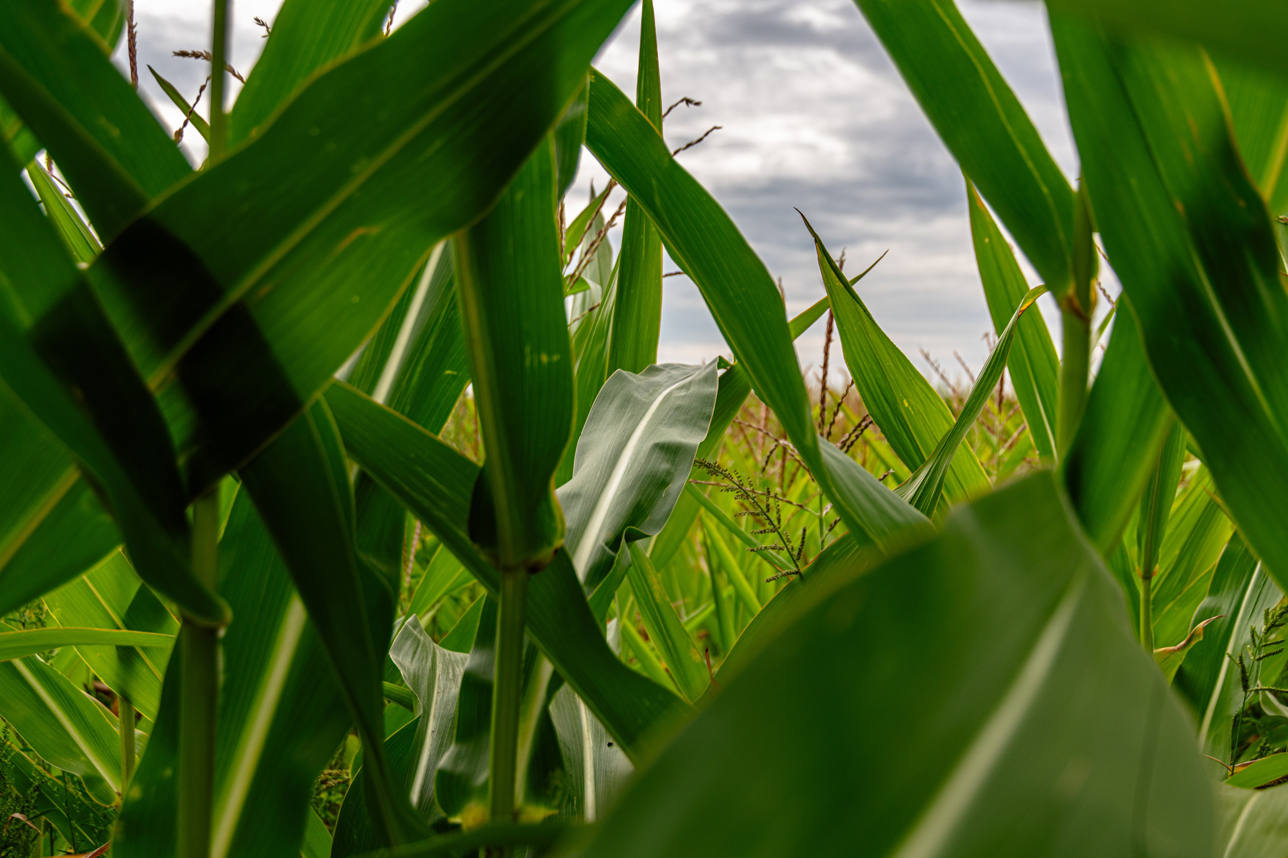 Природа Самарской области в кадре. Дикие степи, Жигулёвские горы и волжские просторы — авторские фотографии уникальных ландшафтов. Фотограф Самара — репортажная, свадебная, интерьерная съёмка от Ильи Петрова, профессионала своего дела